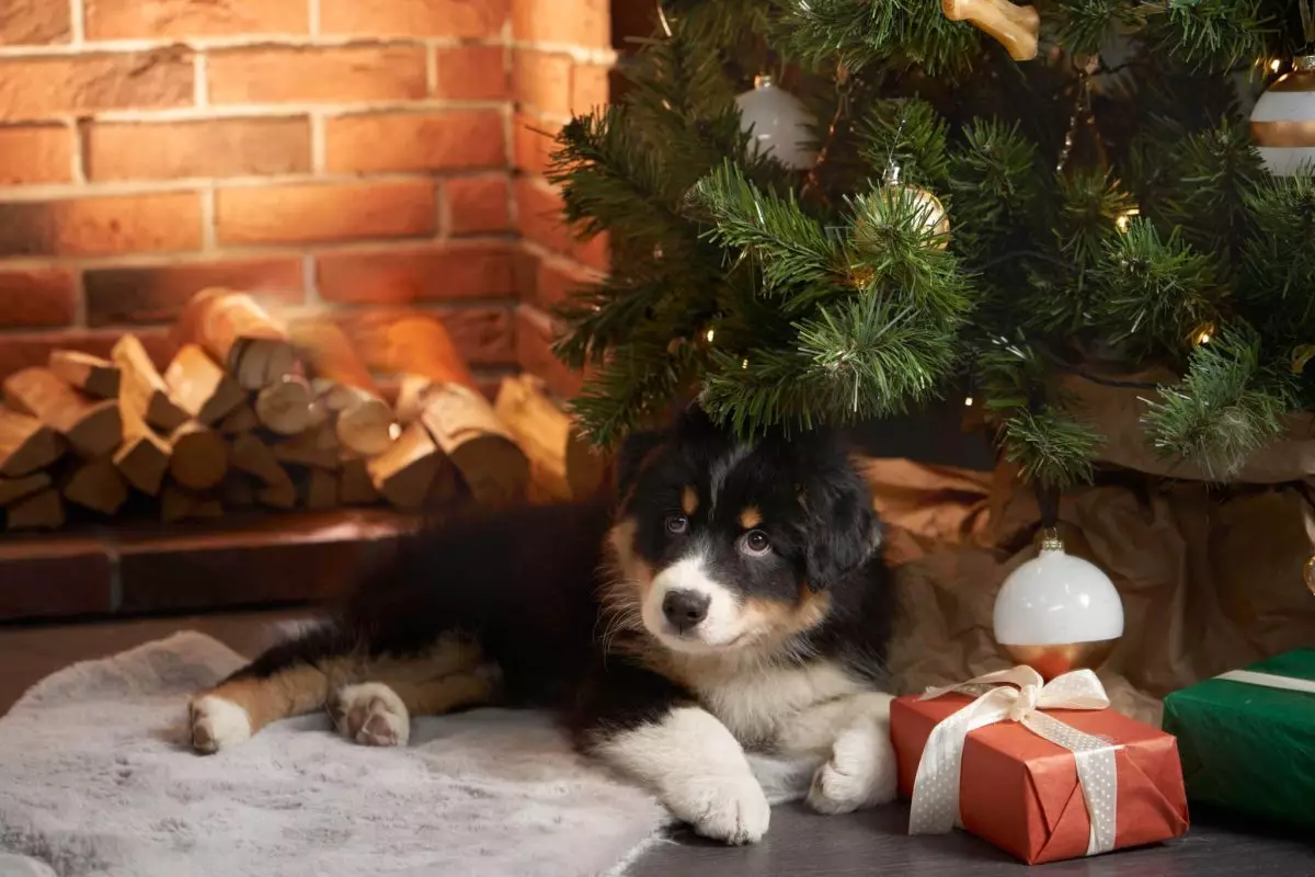 The Joys and Responsibilities of Welcoming a Dog into Your Home During the Holidays