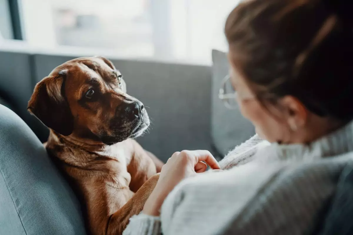 The Silent Guardians: How Dogs Protect Us in Quiet Ways