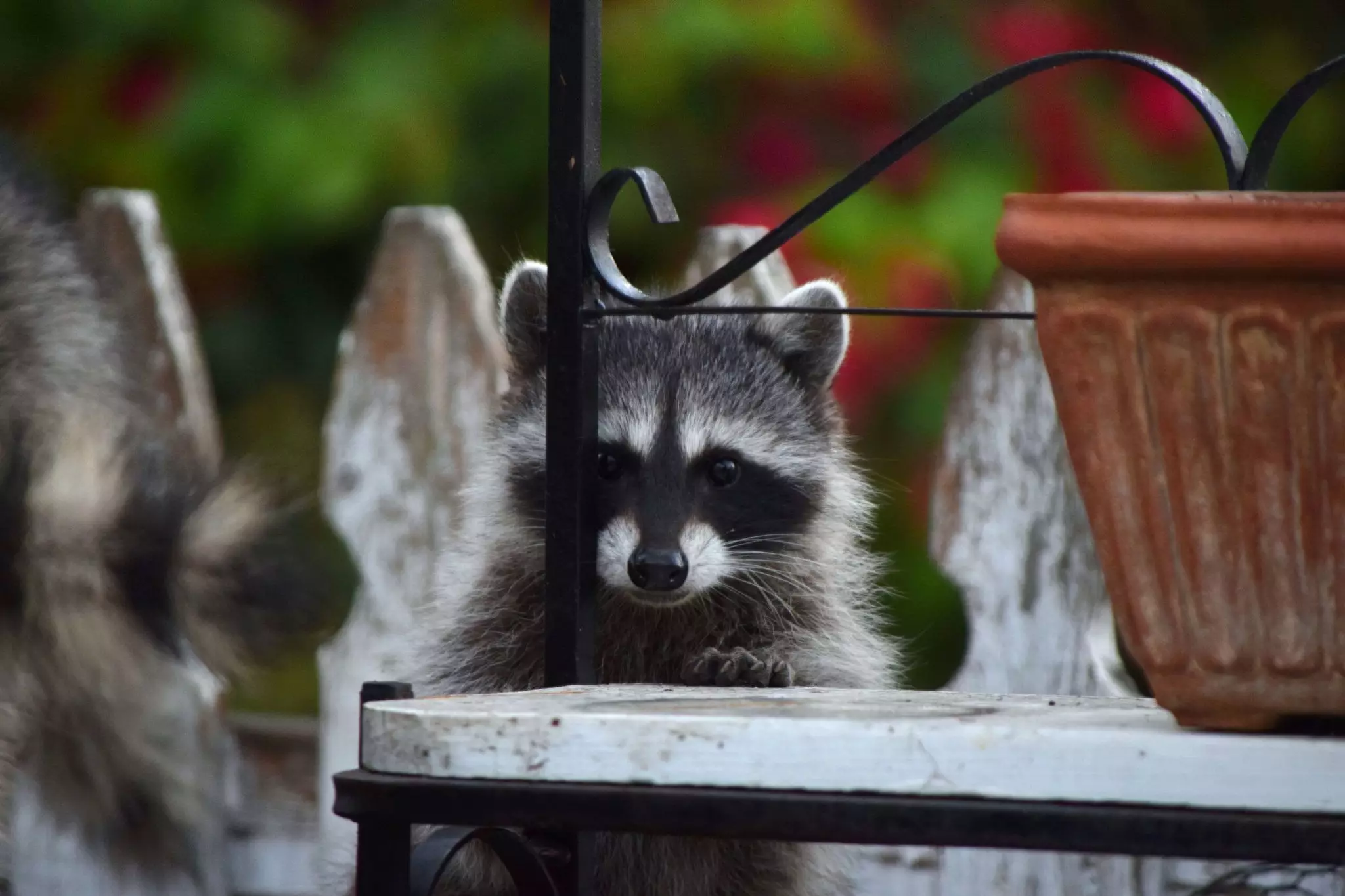 The Joy of Raising a Raccoon as a Pet: Nutrition and Care Considerations