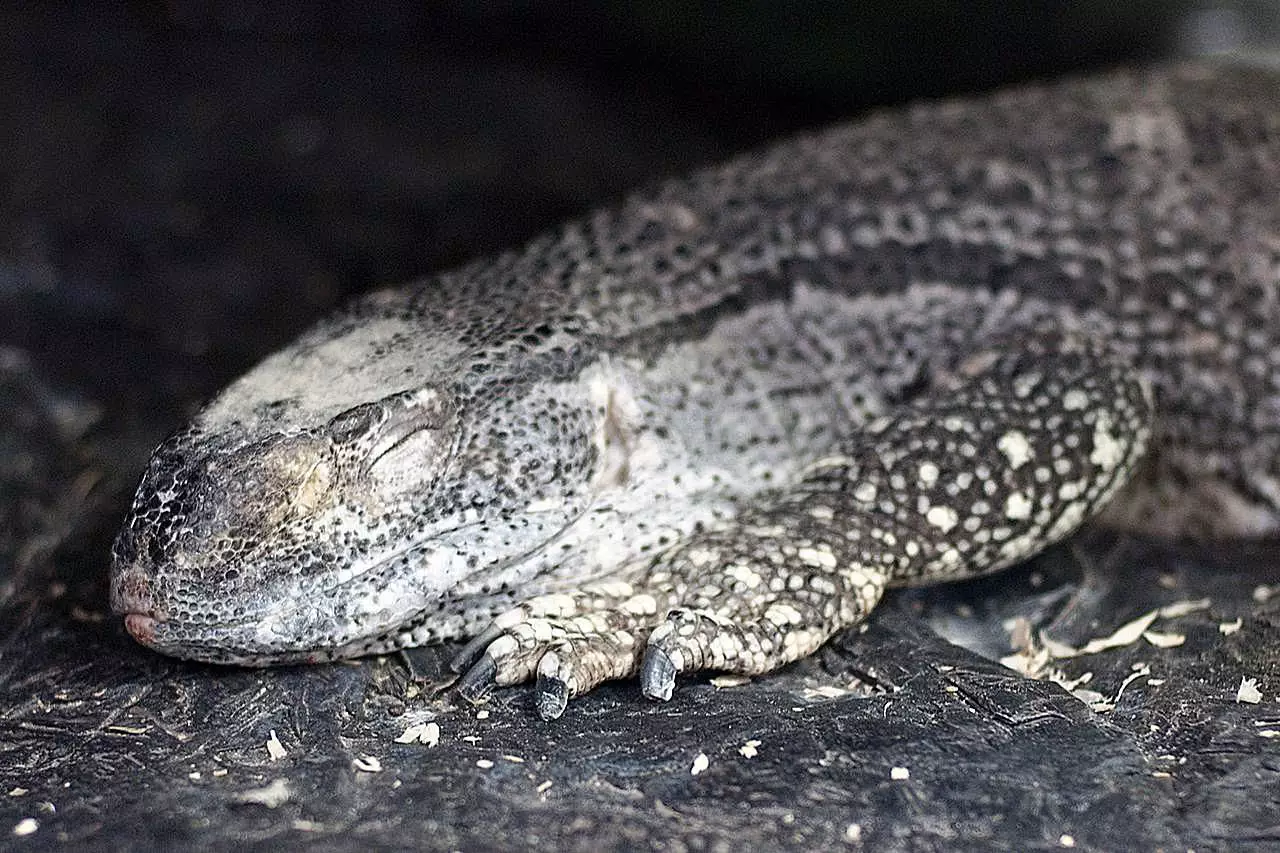 The Black-Throated Monitor Lizard: A Comprehensive Guide for Enthusiasts