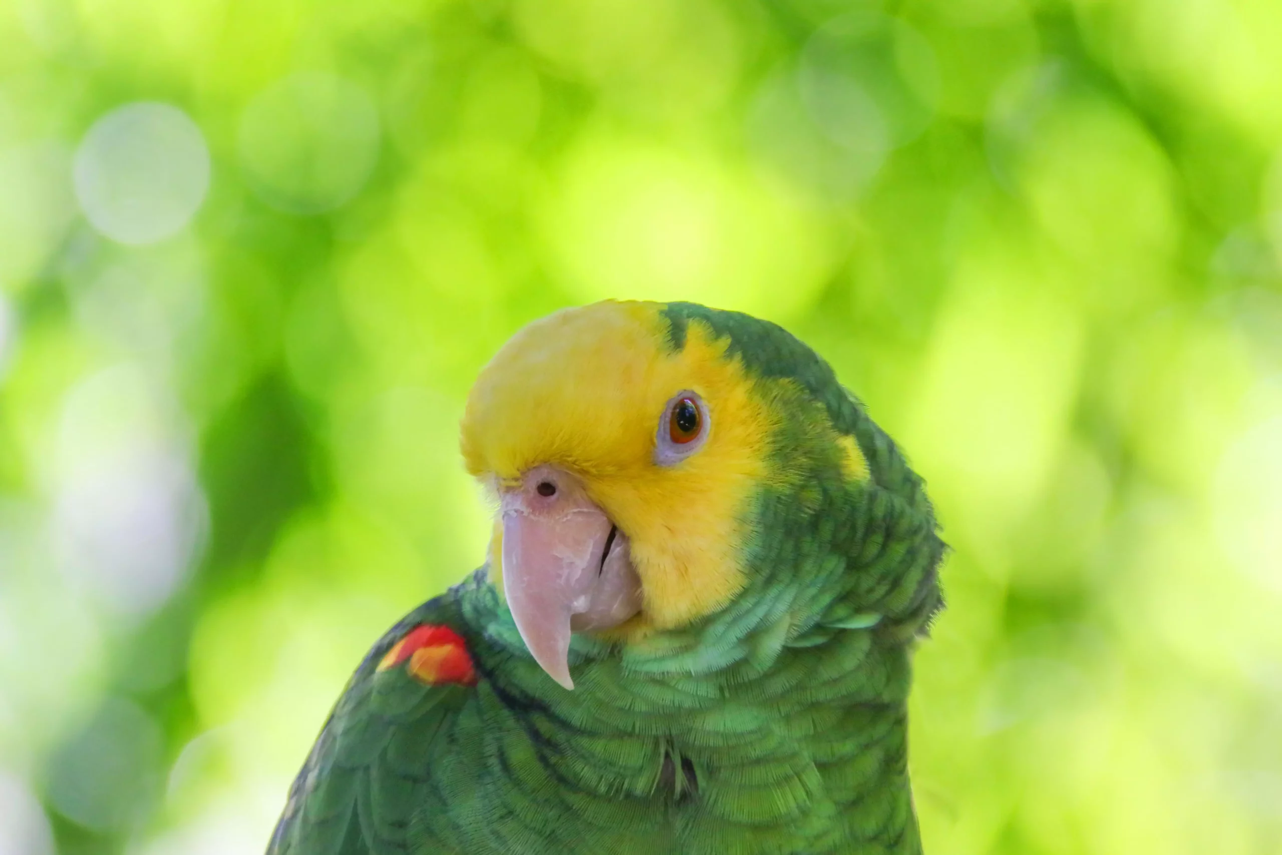 The Double Yellow-Headed Amazon Parrot: A Comprehensive Guide to an Enchanting Avian Companion