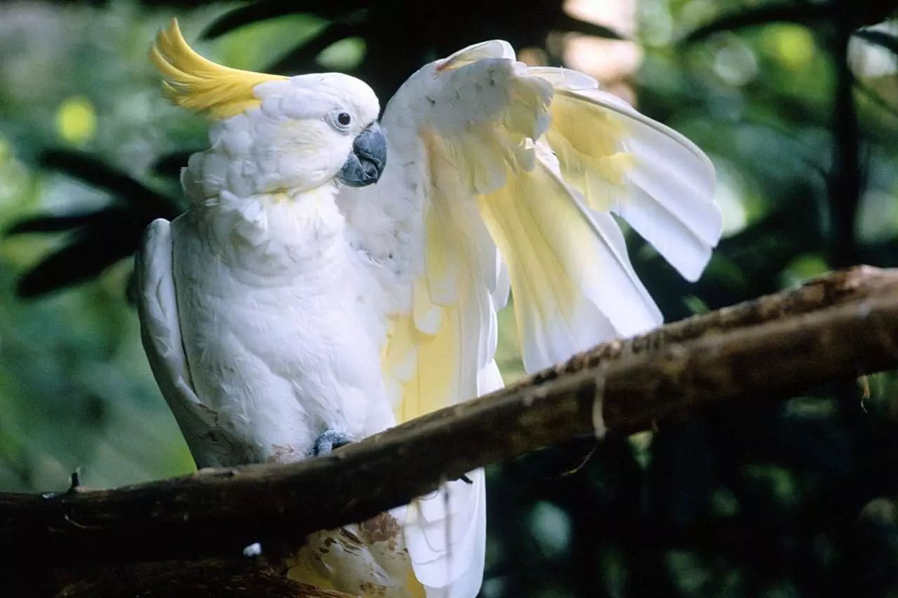 Understanding the Sulphur-Crested Cockatoo: A Comprehensive Guide