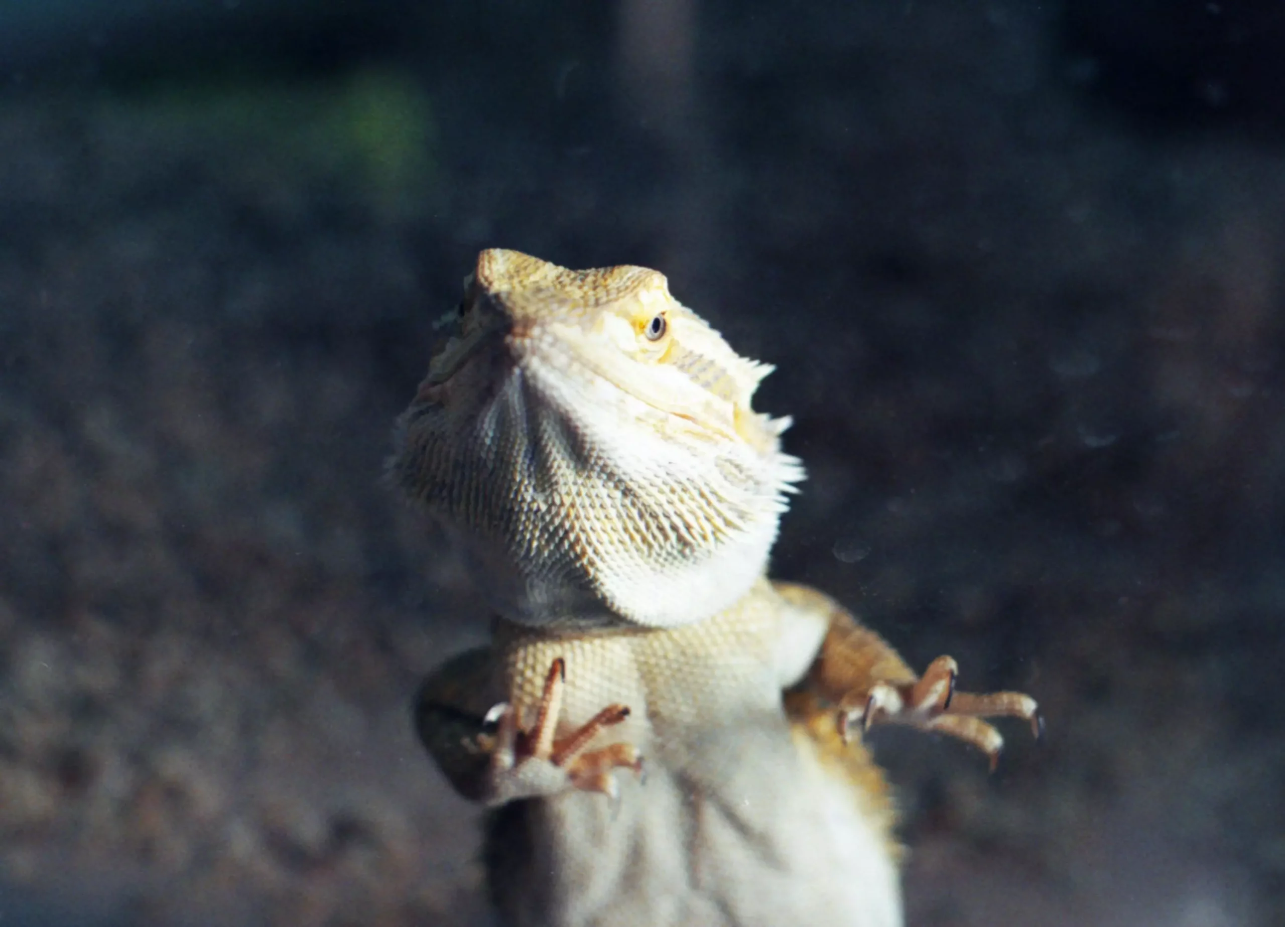 The Essential Guide to Understanding Bearded Dragon Behavior: Stress Indicators and Solutions