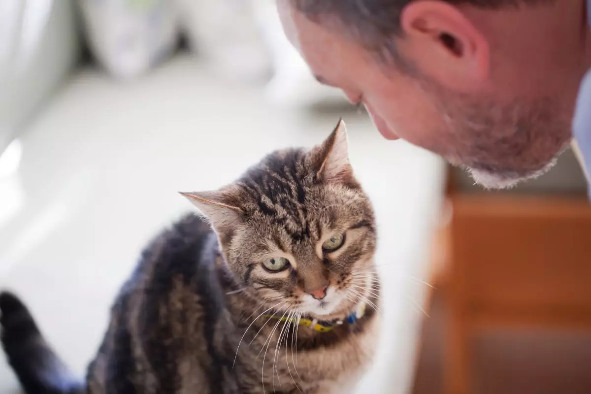 The Silent Companionship of Cats: The Ideal Confidants