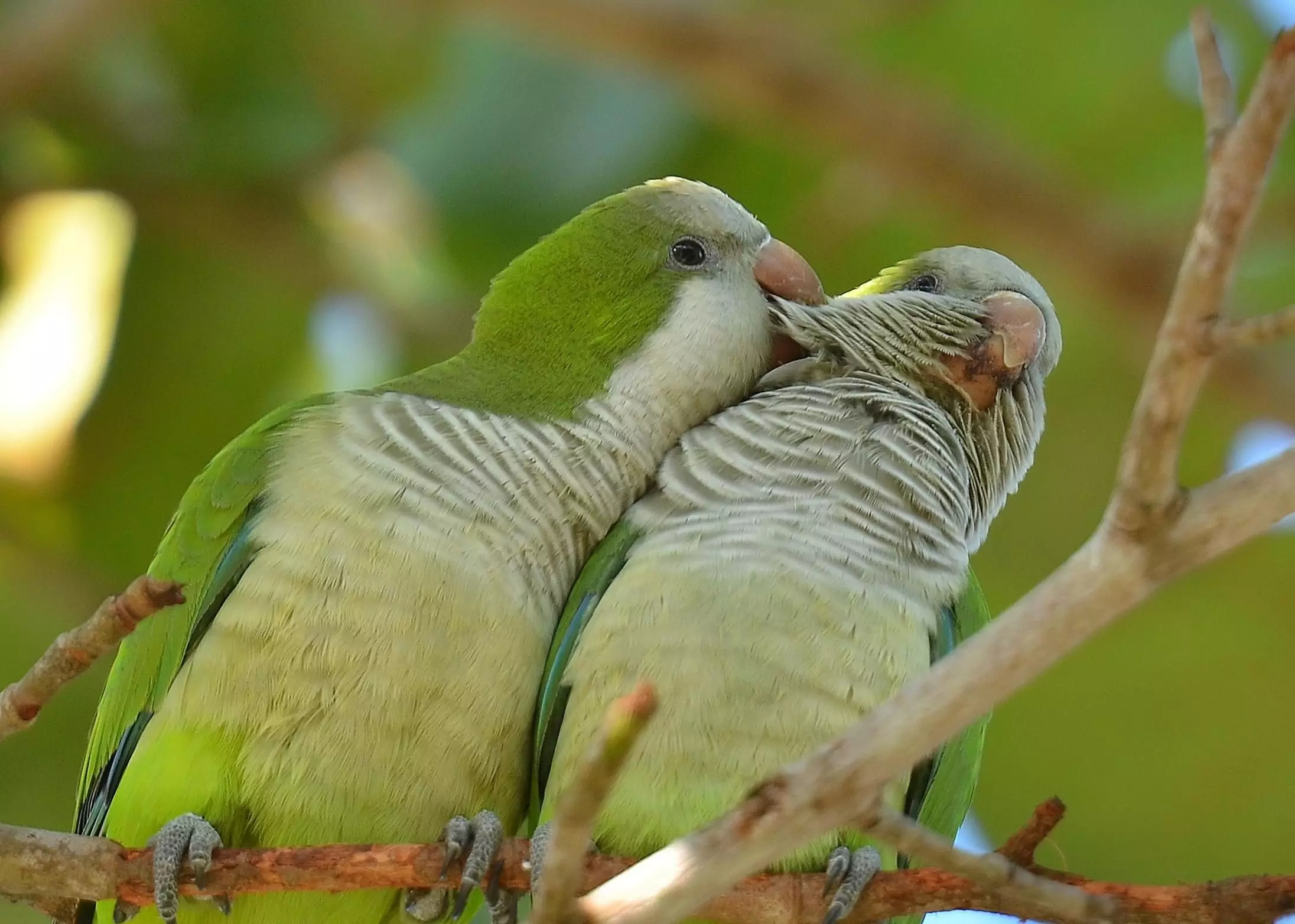 Understanding Quaker Parrots: The Ideal Companion for Bird Enthusiasts