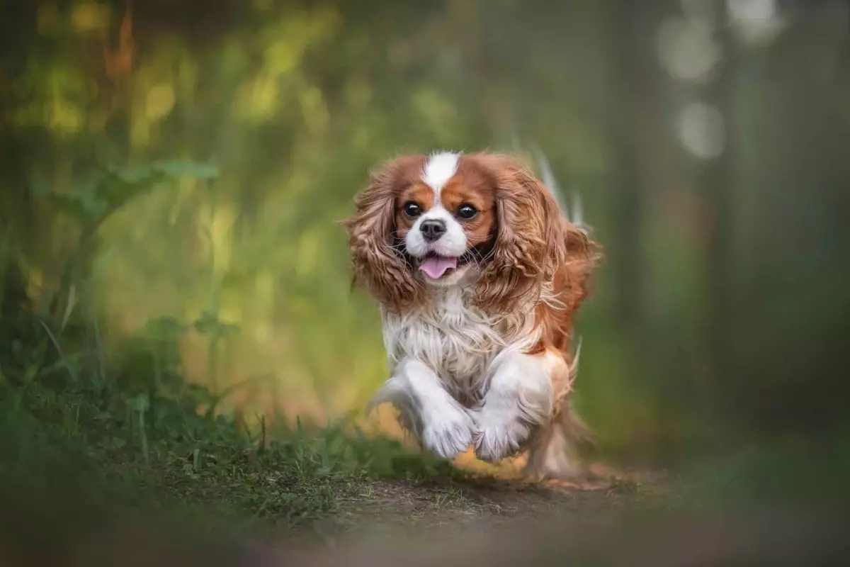 The Joy-Bringers: Dog Breeds That Light Up Our Lives