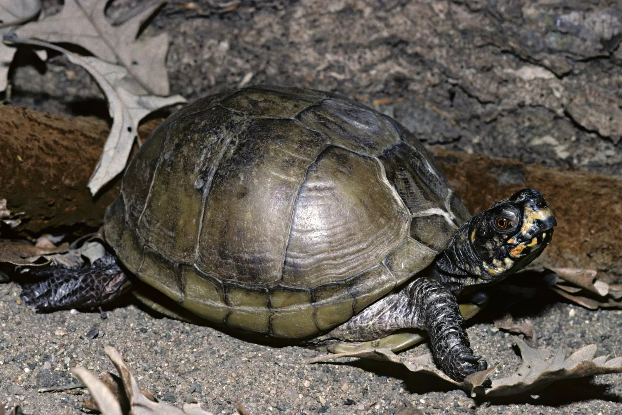 Understanding the Three-Toed Box Turtle: Care, Habitat, and Conservation