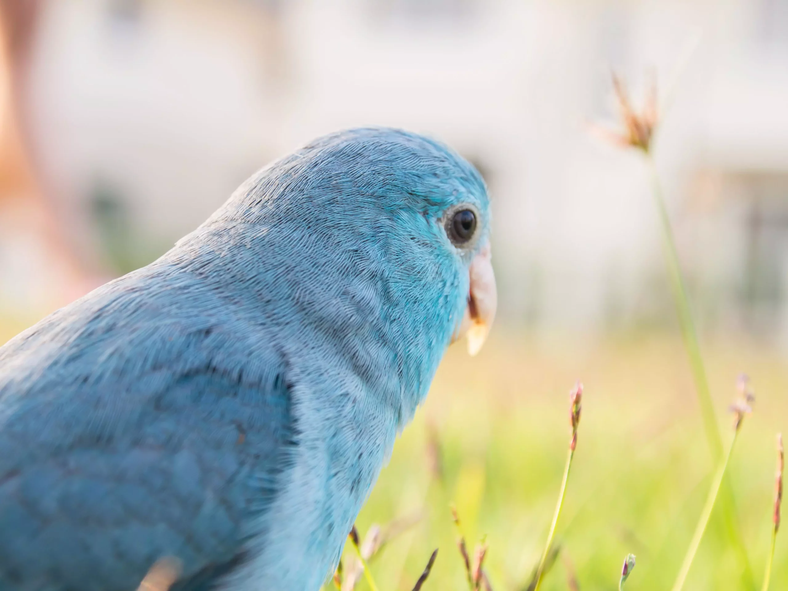 Colorful Companions: Understanding the Beauty and Care of Blue Parrots