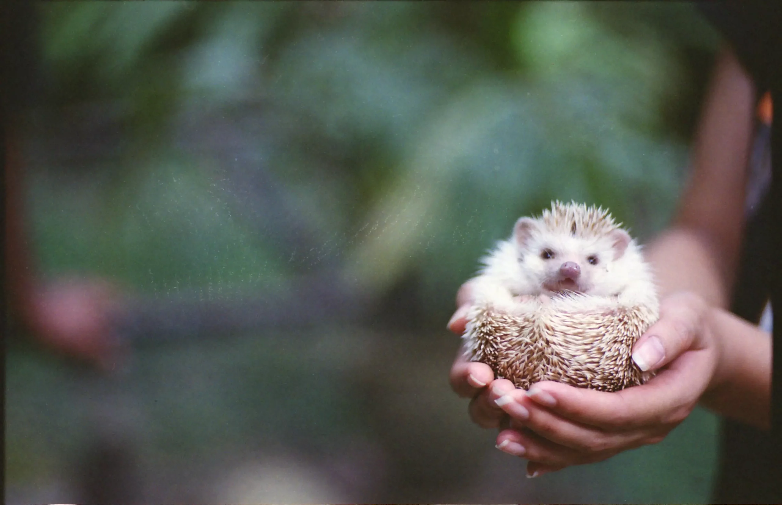 The African Pygmy Hedgehog: A Unique Pet for Responsible Owners