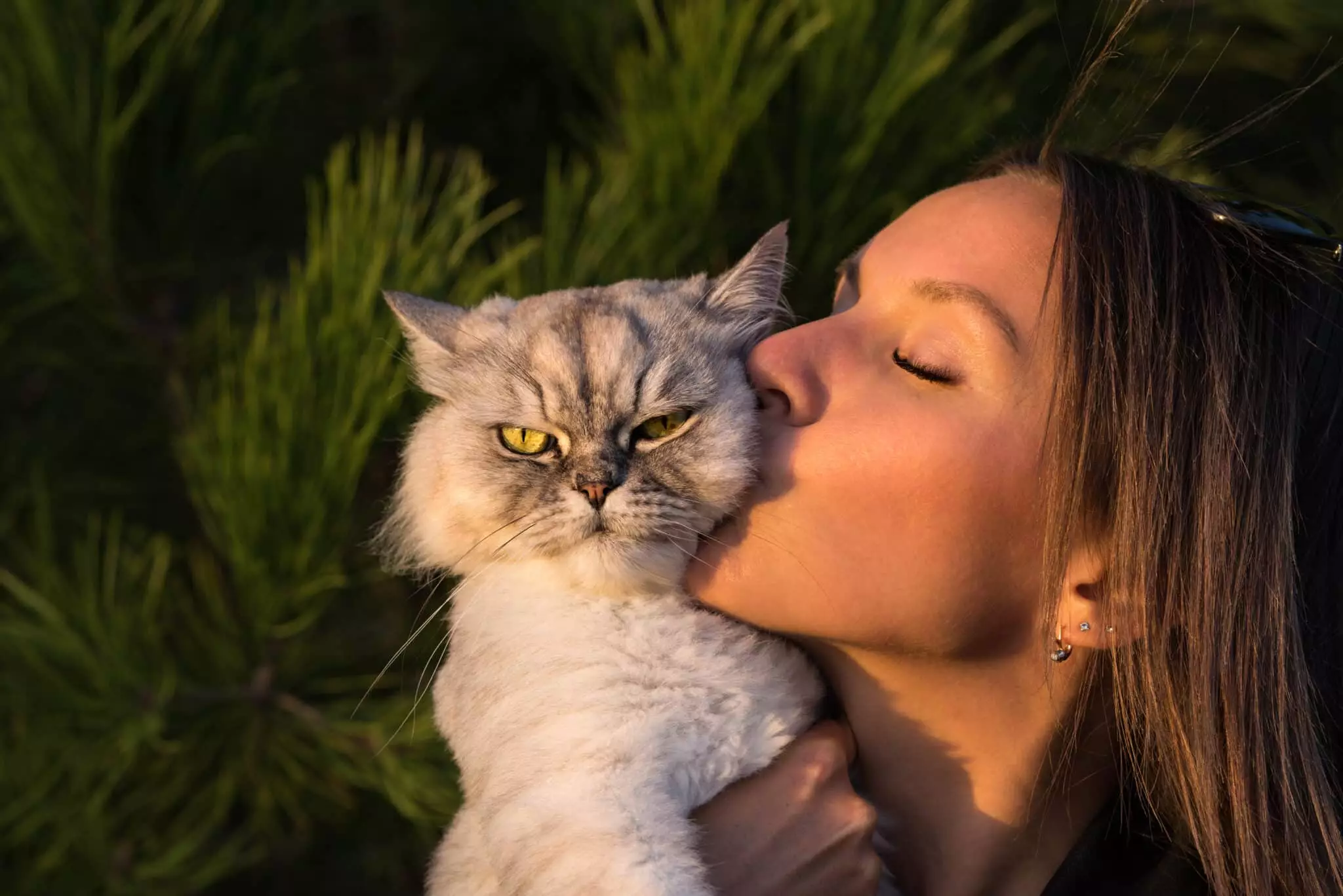 The Hidden Loyalty of Cats: Unveiling Their Protective Instincts