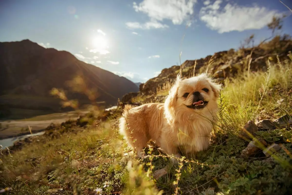 The Irreplaceable Impact of Dogs on Our Lives: A Celebration of Canine Companionship