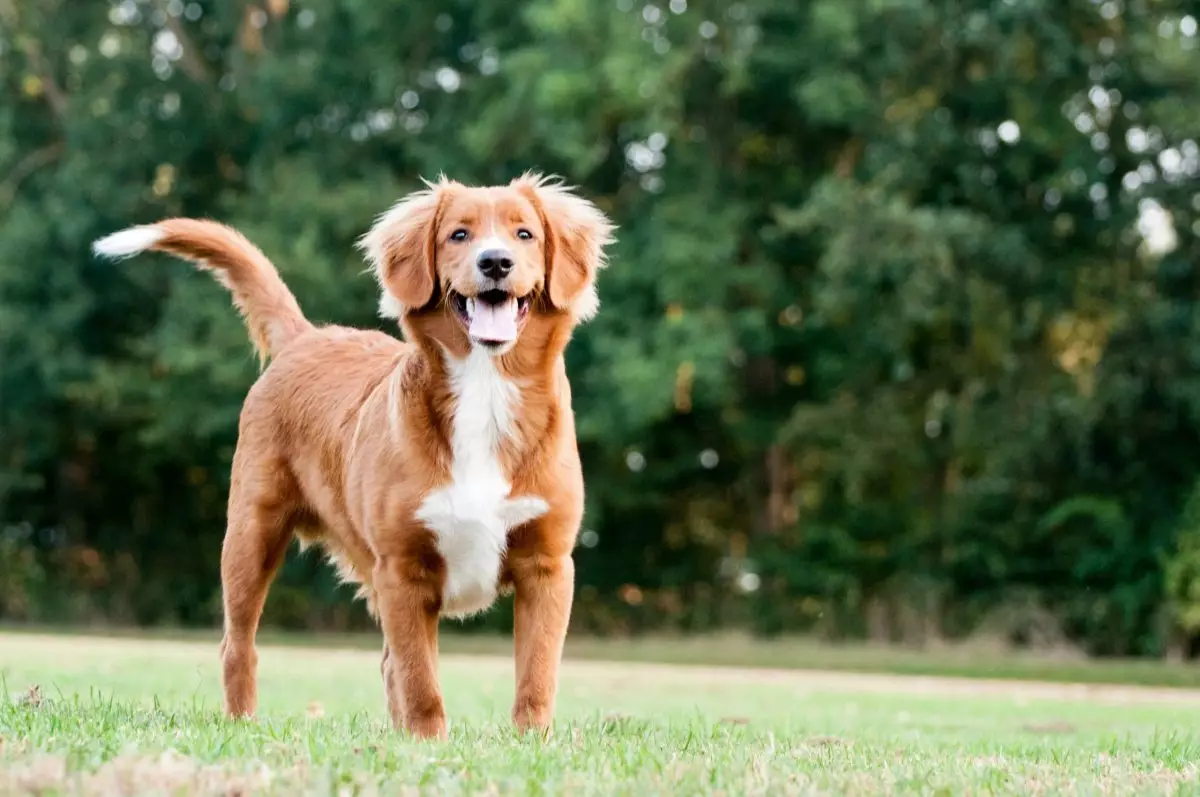 The Unsung Heroes of Canine Companionship: Lesser-Known Dog Breeds That Spark Joy