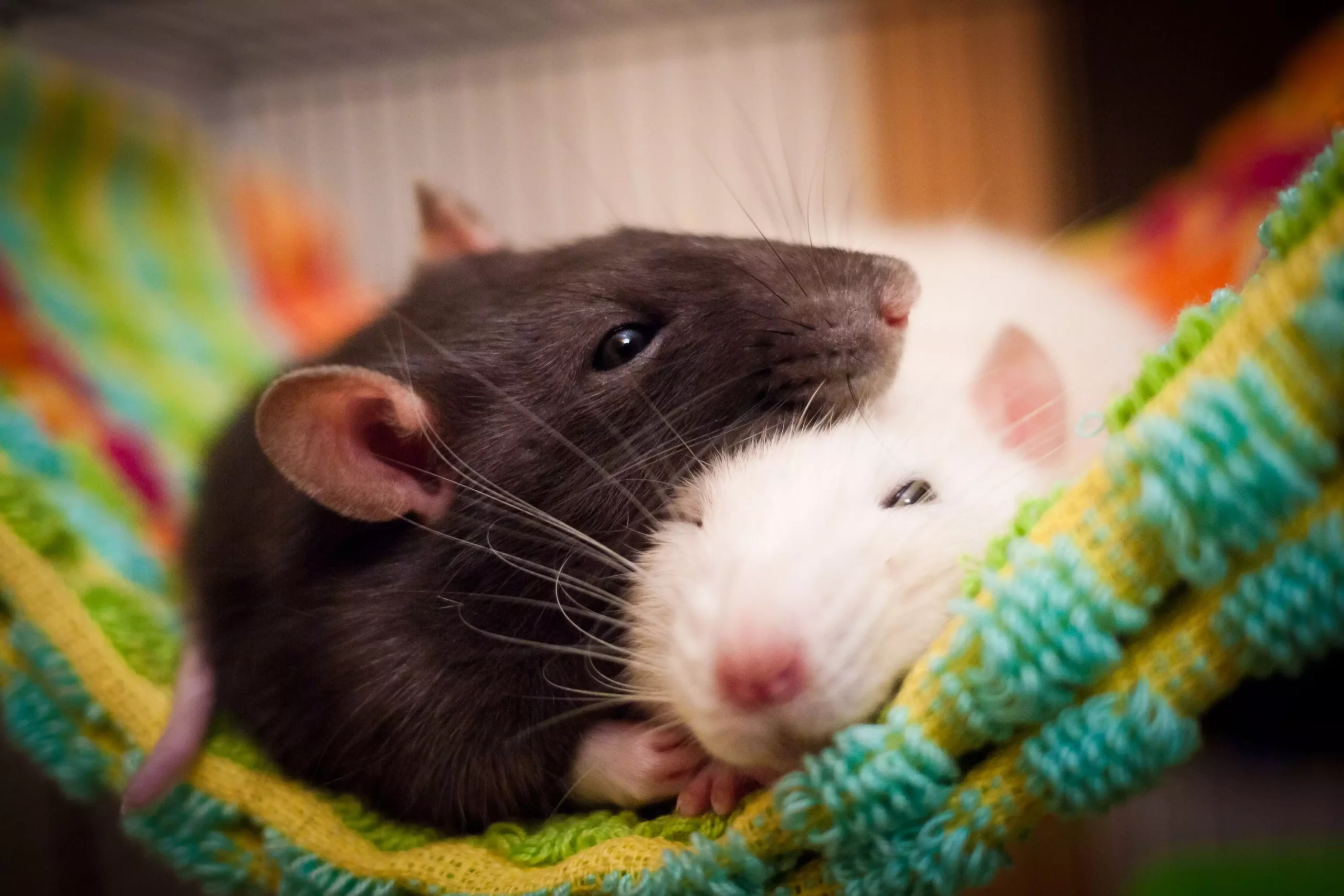 The Joy of Pet Rats: Understanding, Caring for, and Enjoying Your Furry Friends