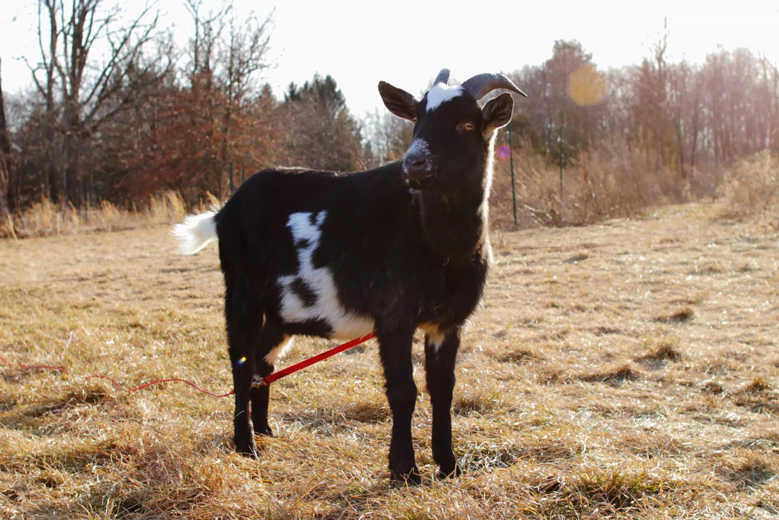 The Multifaceted Joy of Goat Ownership: A Comprehensive Guide