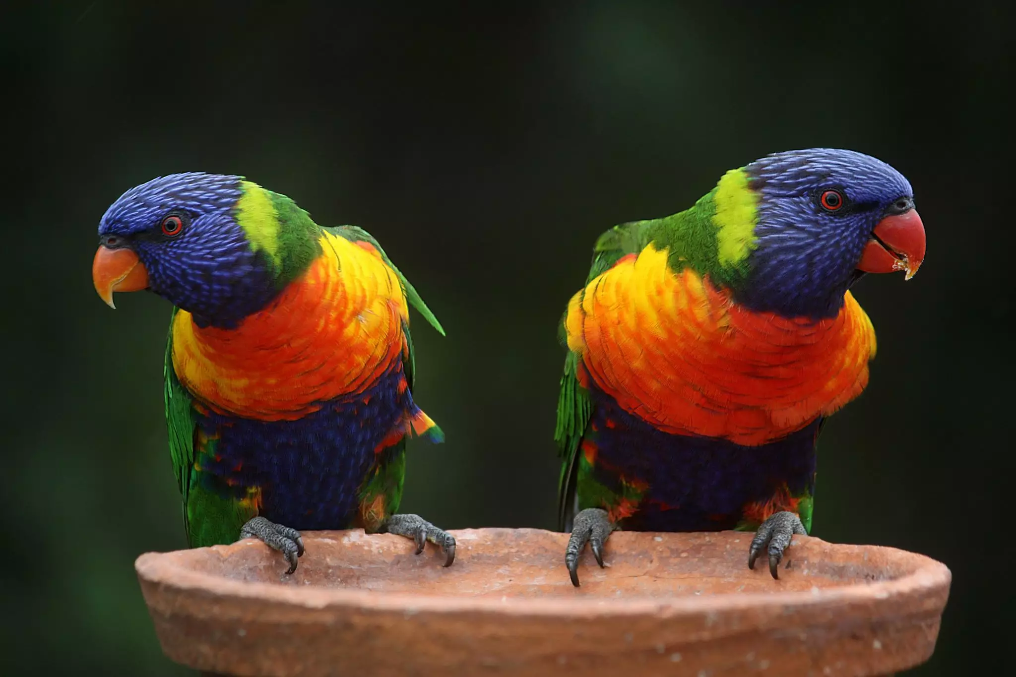 The Vibrant World of Rainbow Lorikeets: An In-depth Look at These Enchanting Birds