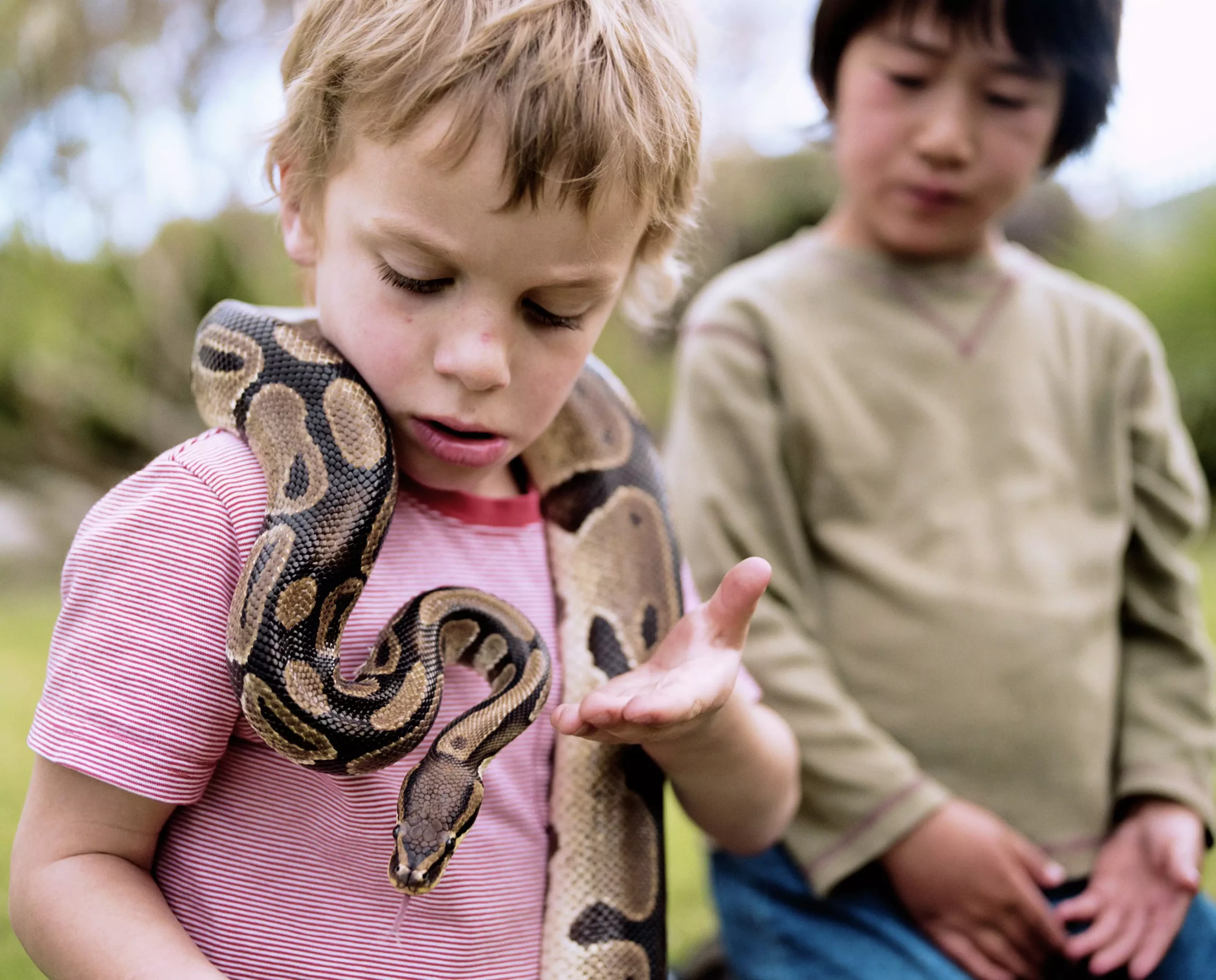 Understanding Ball Pythons: The Ideal Pet for Beginners