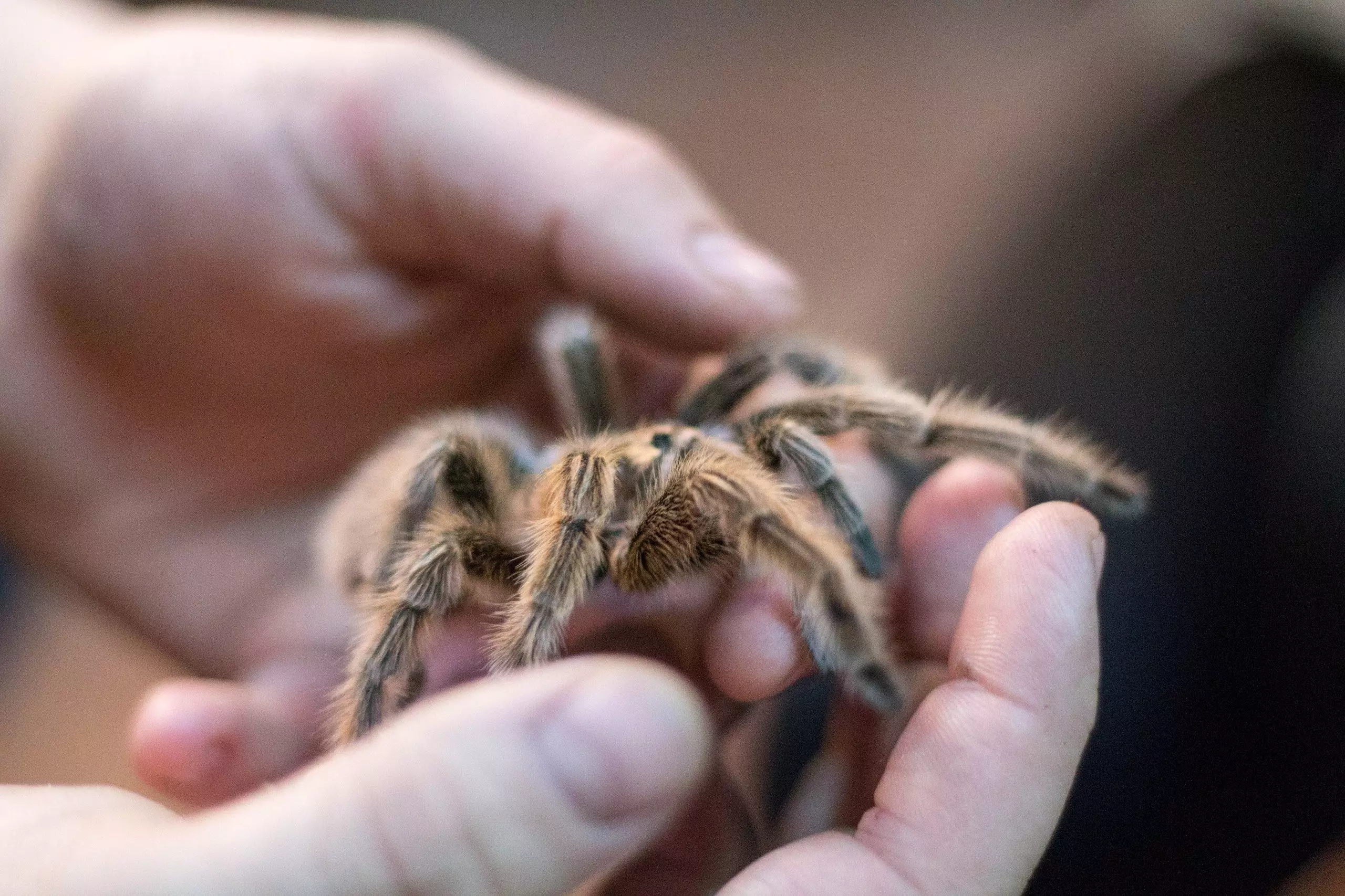 The Art of Keeping Tarantulas as Pets: A Comprehensive Guide