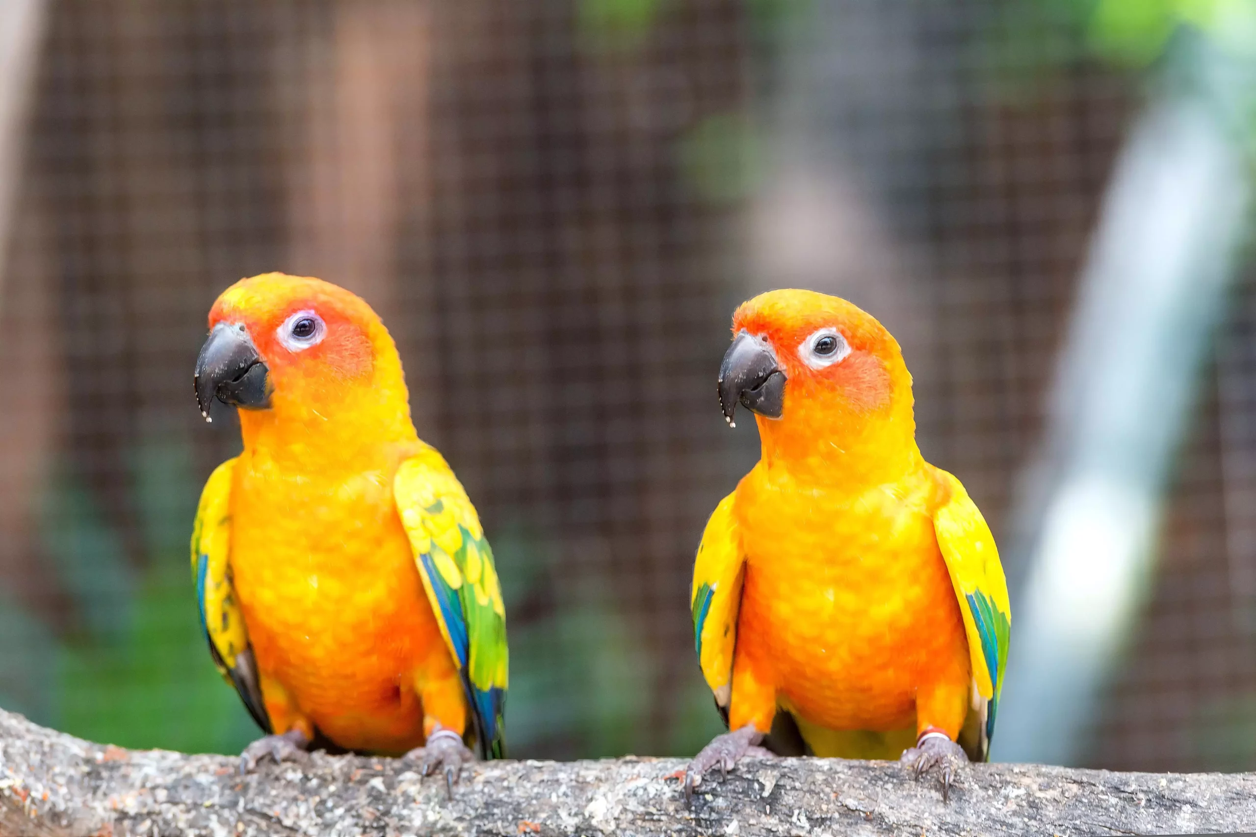 The Sun Conure: A Vibrant Companion in Need of Care