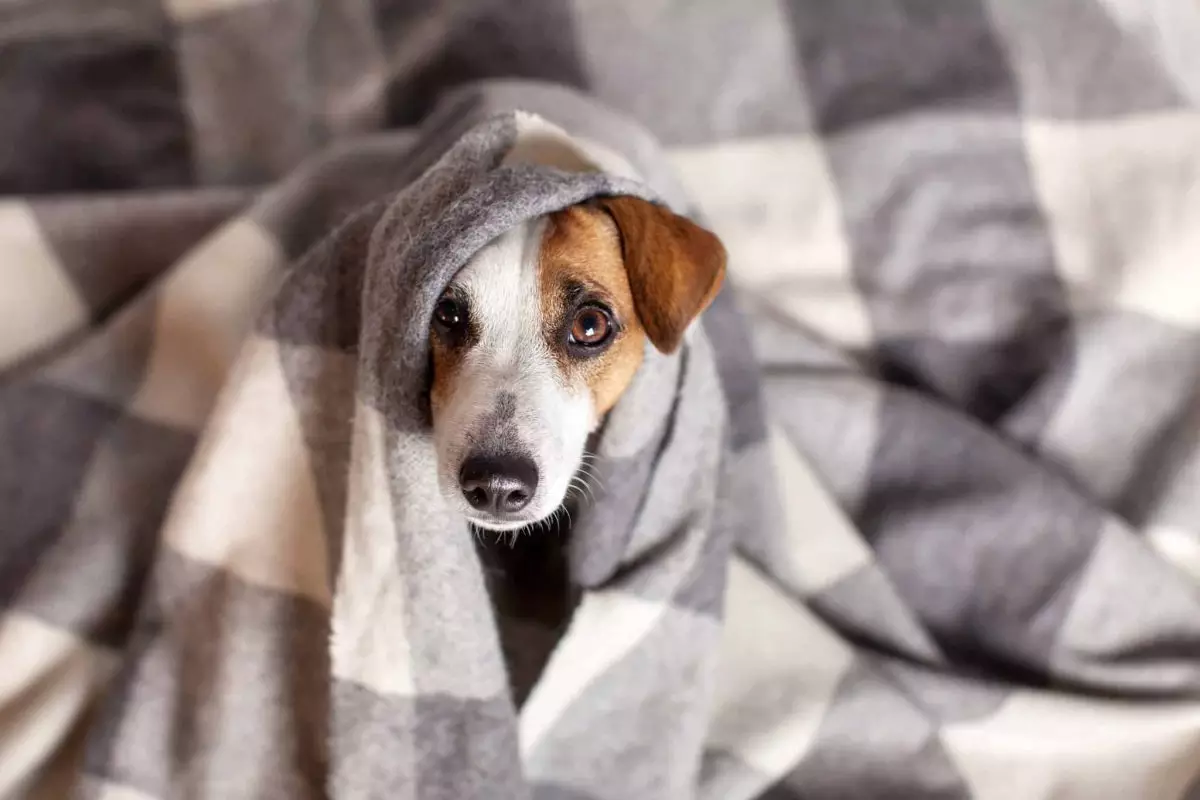 Navigating Winter: Supporting Your Dog’s Well-Being in Cold Weather