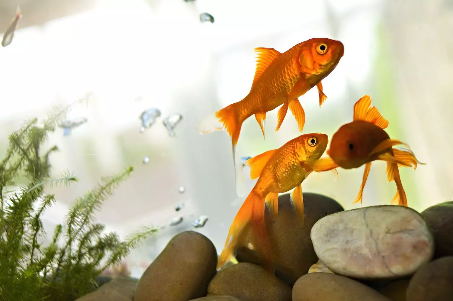 Understanding Swim Bladder Disease: Causes, Treatment, and Prevention for Aquarium Fish