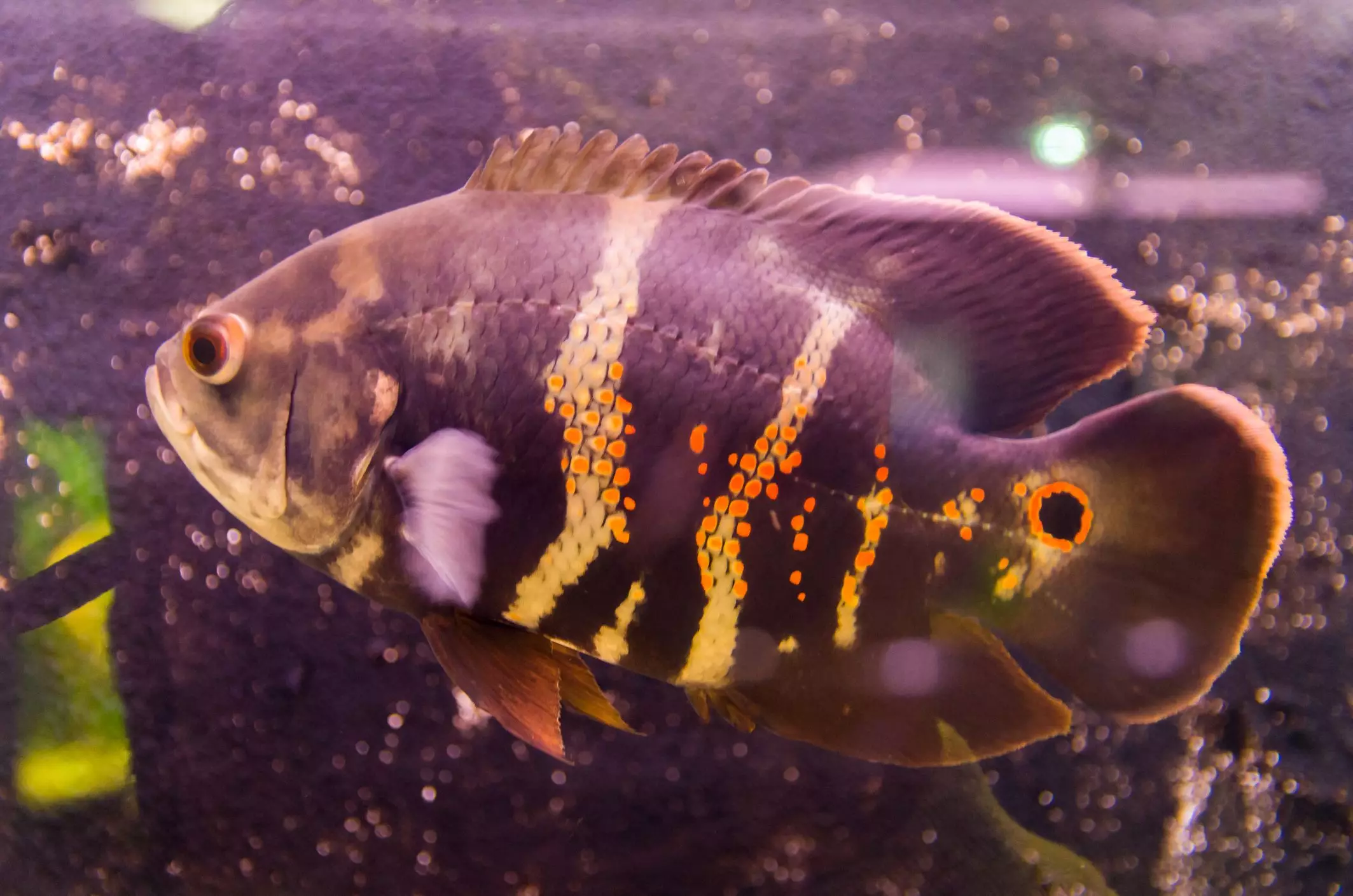 The Intriguing World of Oscar Fish: A Deep Dive into Their Care and Compatibility