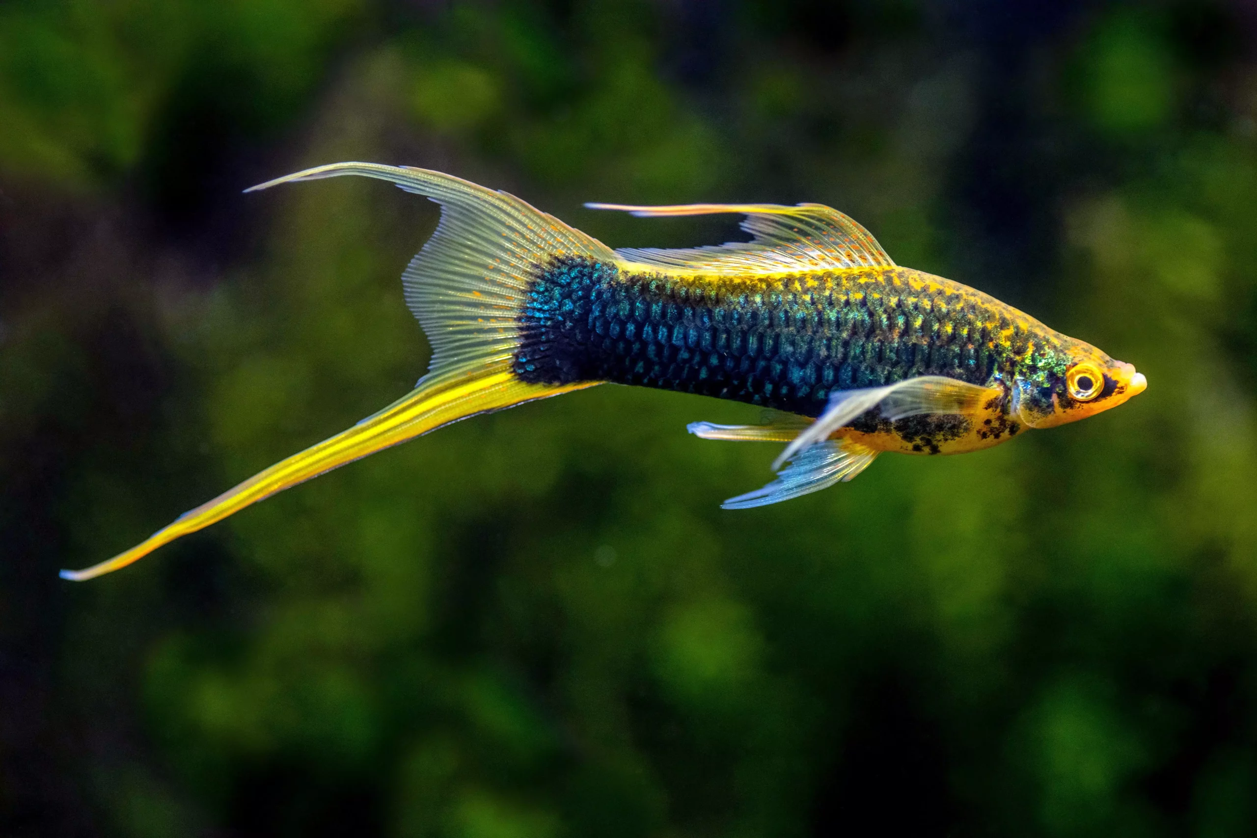 A Comprehensive Guide to Swordtails: Your Ideal Beginner Community Fish