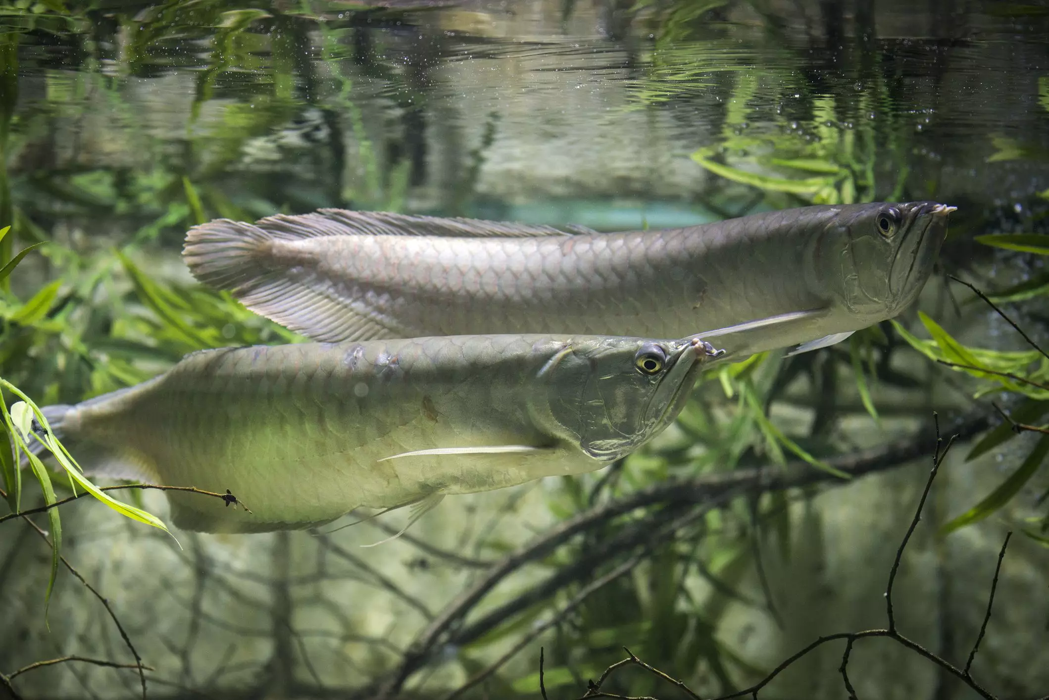 The Majestic Silver Arowana: A Guide to Care and Considerations