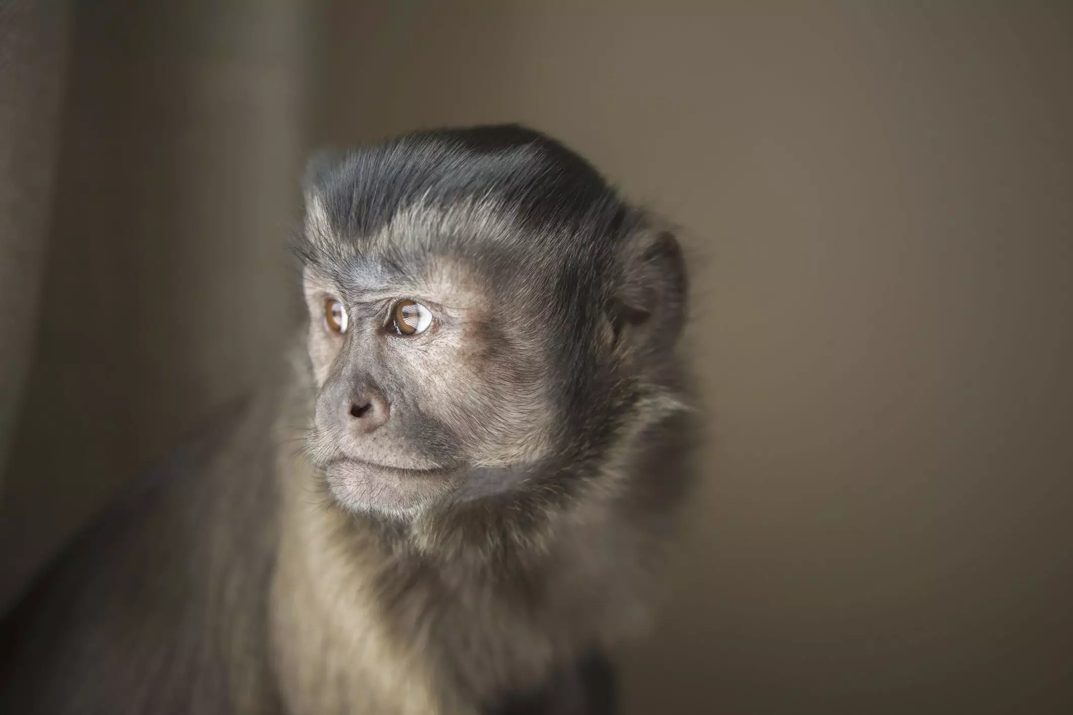 The Capuchin Challenge: Understanding Why These Monkeys Should Remain in the Wild