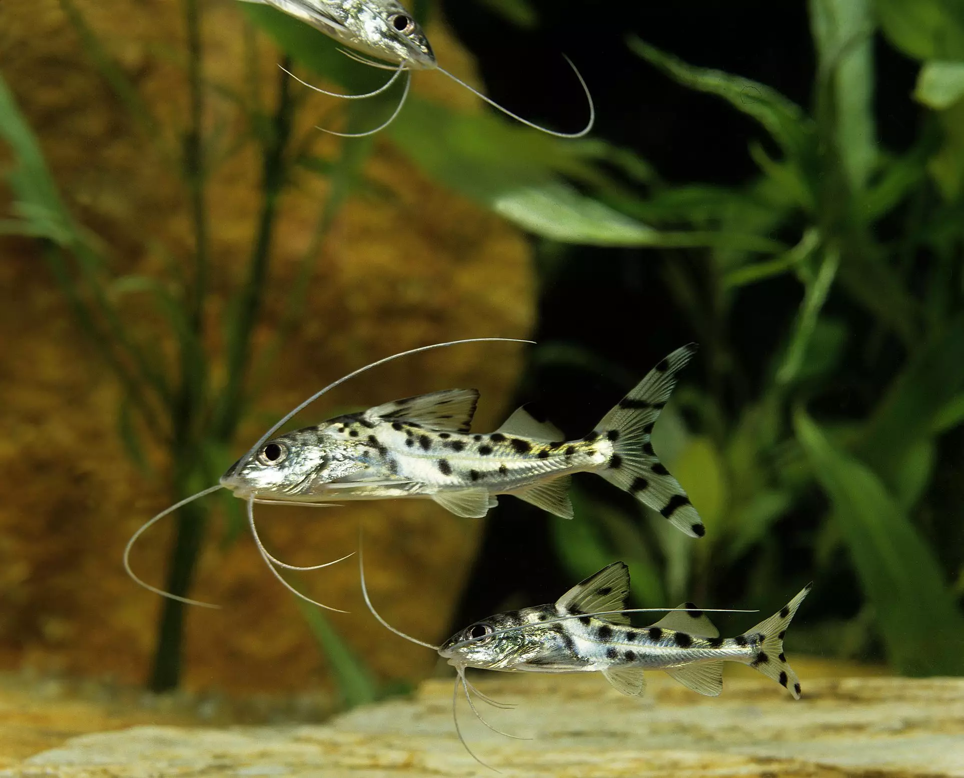 Understanding the Pictus Catfish: A Pleasing Addition to Your Aquarium