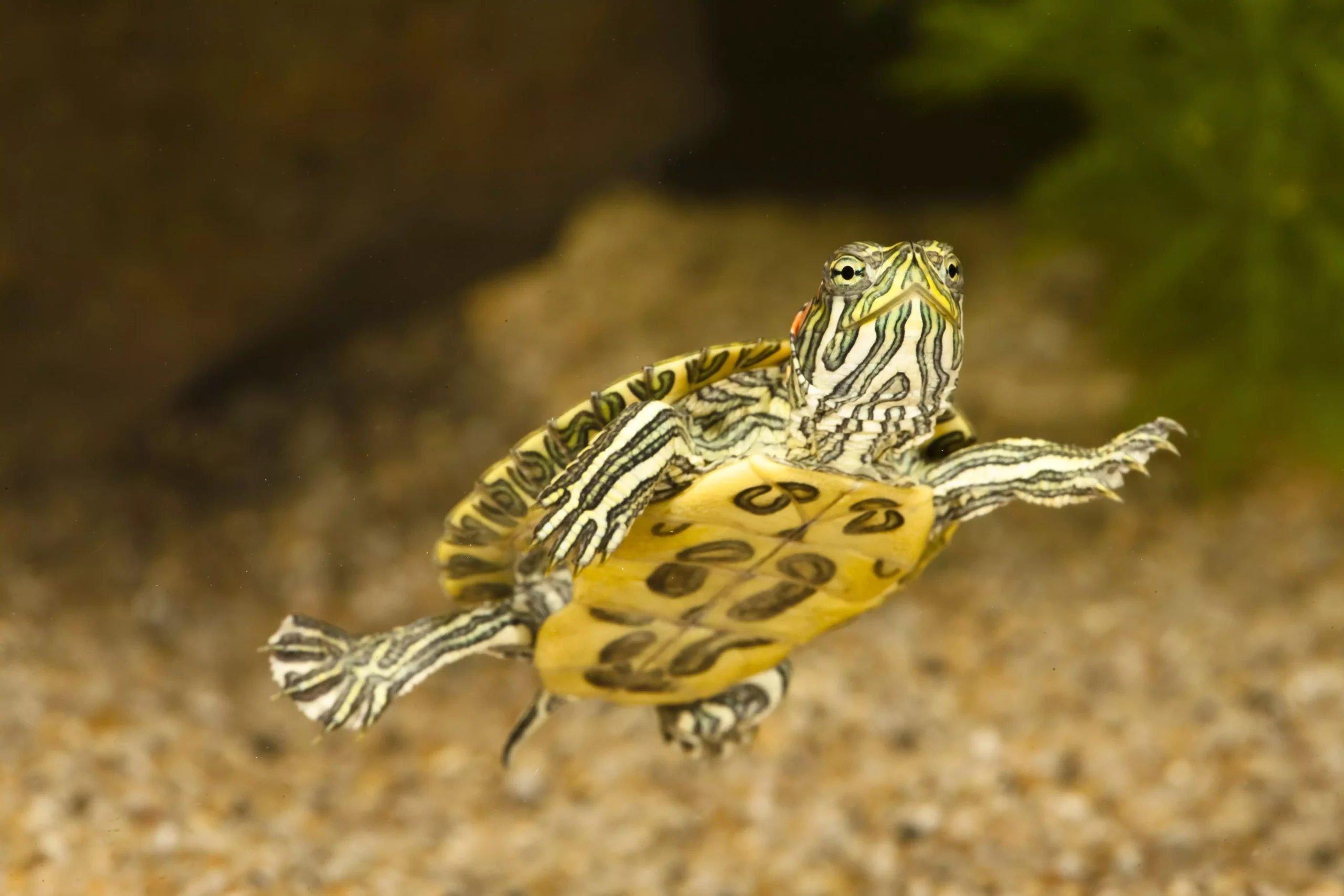 The Care and Considerations for Red-Eared Slider Turtles: A Comprehensive Guide