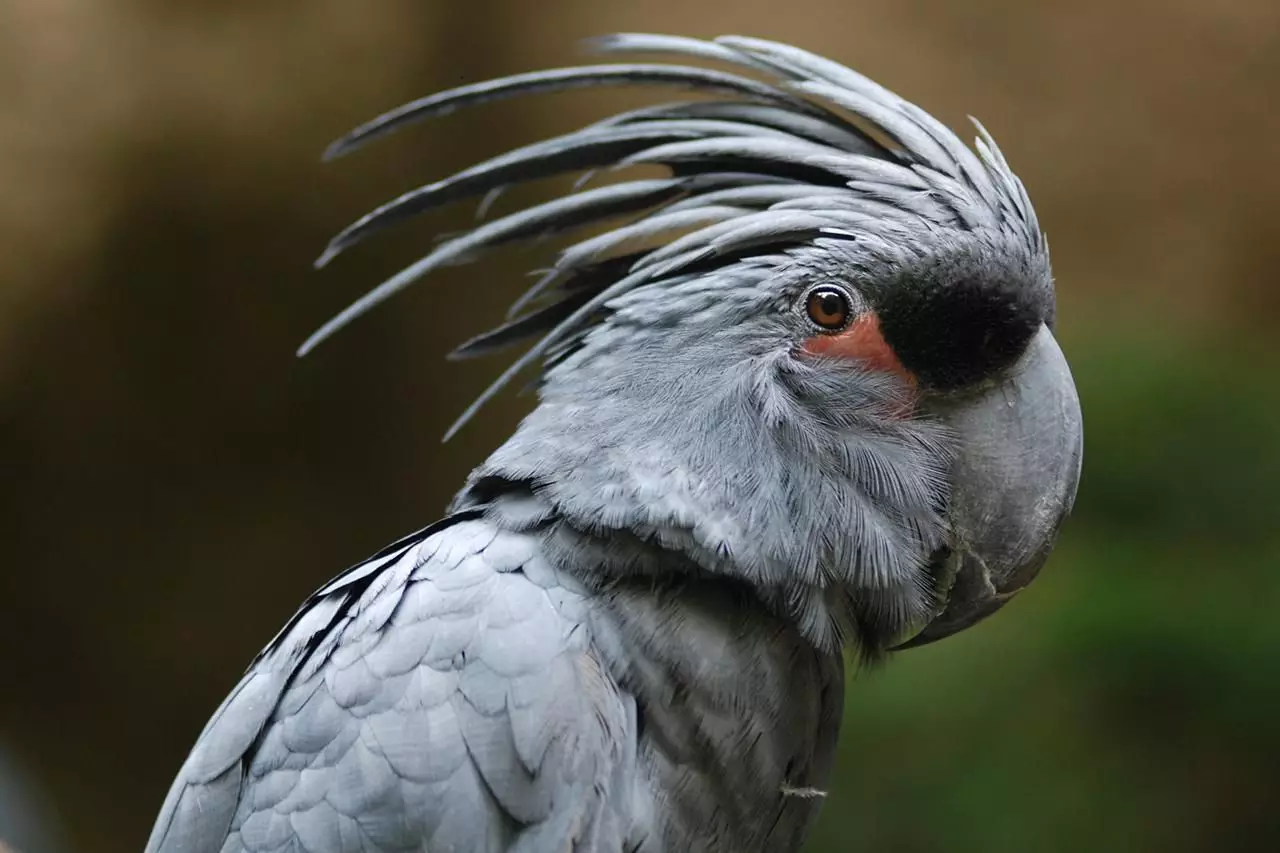 The Enigmatic Black Palm Cockatoo: A Comprehensive Guide