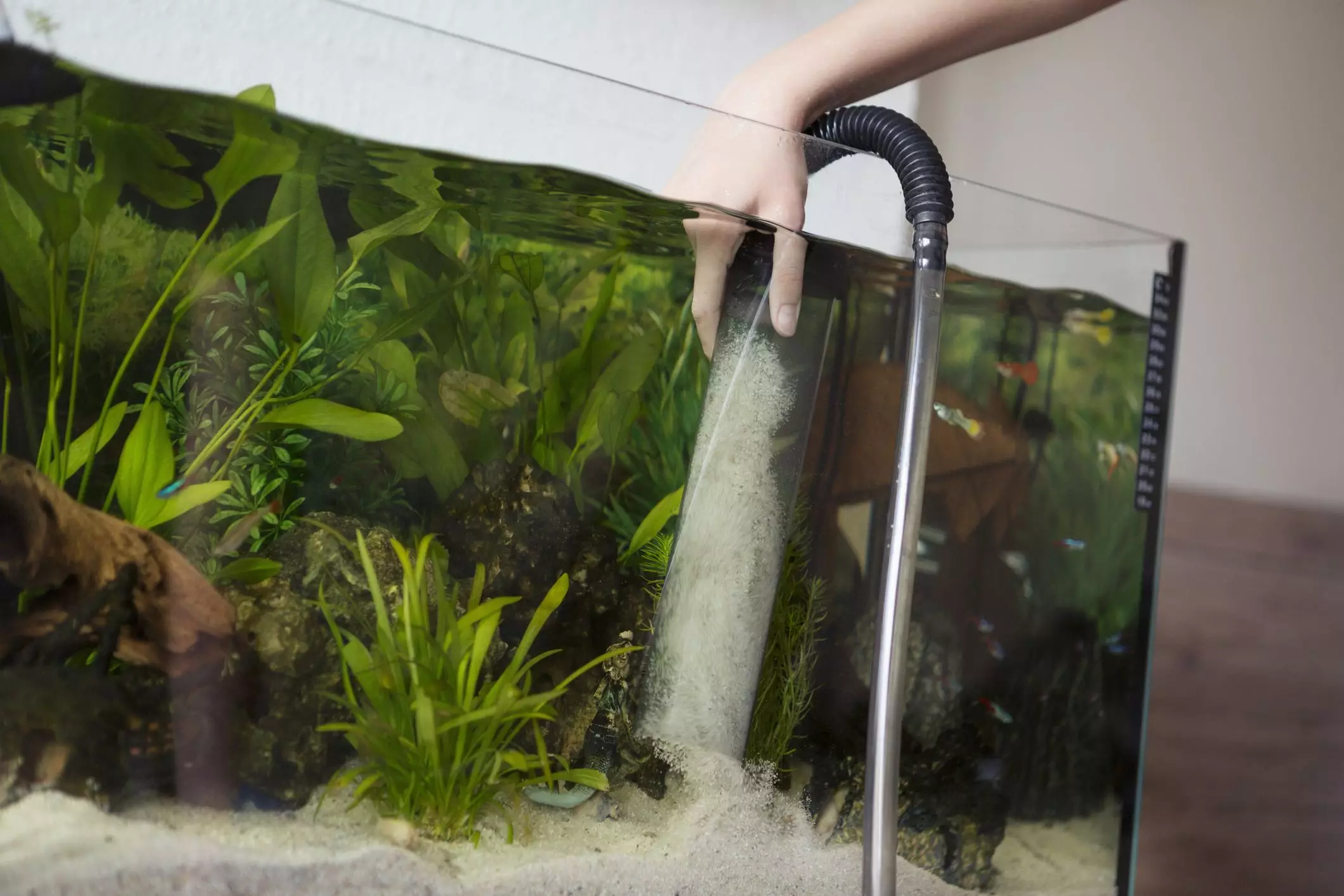 The Essential Guide to Maintaining Clean Aquarium Sand