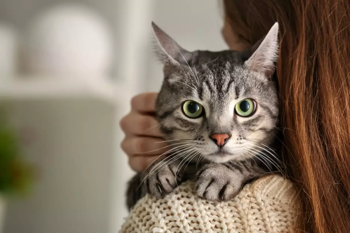 The Irresistible Allure of Felines: Uncovering Your Cat’s Adorably Endearing Qualities