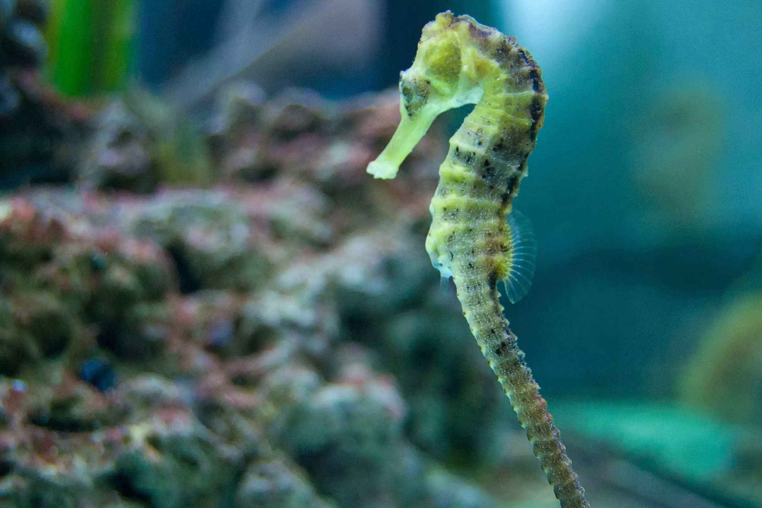 The Art of Keeping Seahorses in Aquatic Paradise