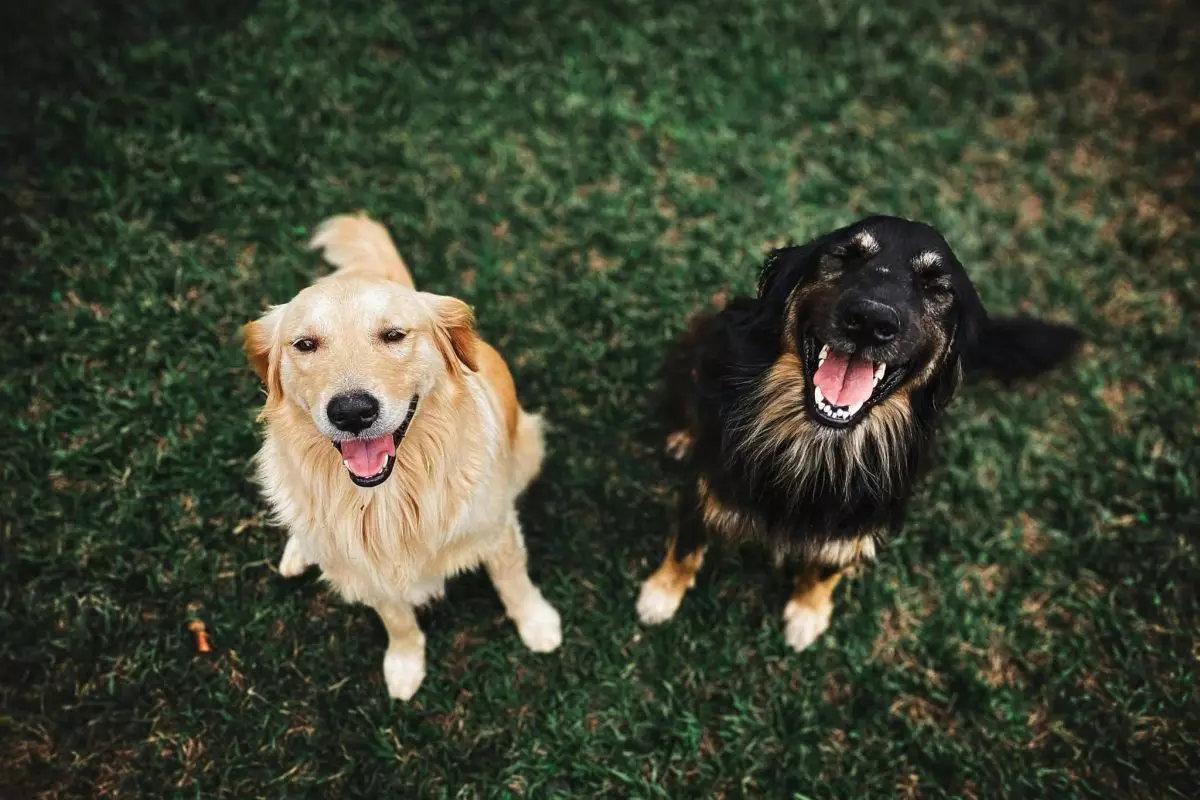 The Joyful Lessons of Dogs: A Guide to Appreciating Life’s Simple Pleasures