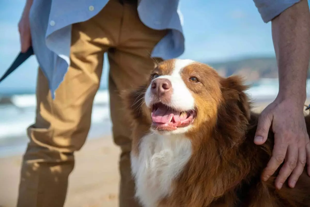 Creating Lasting Memories with Our Furry Friends: Top Dog Breeds That Enrich Our Lives