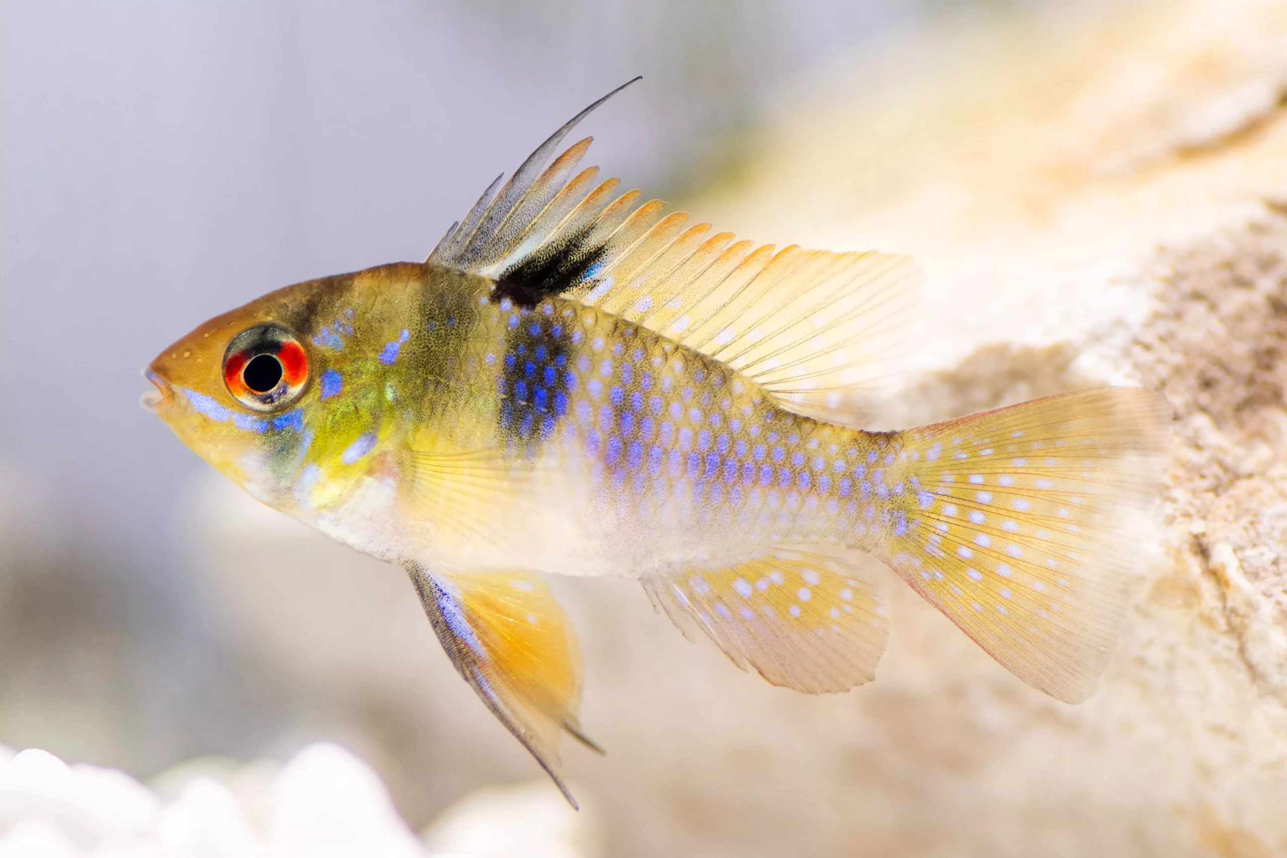 The Alluring German Blue Ram: A Comprehensive Guide for Aquarists