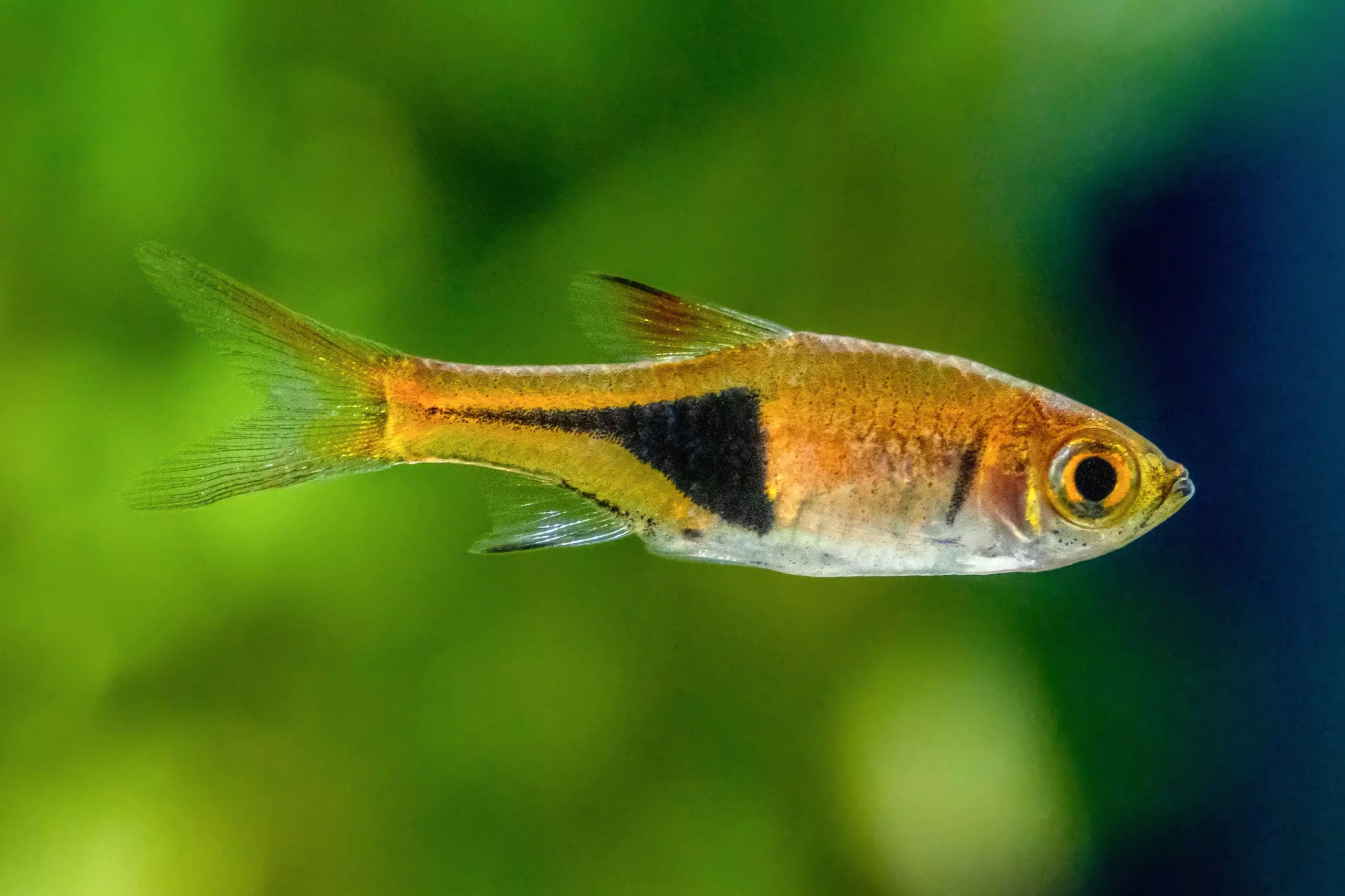 The Allure and Care of Harlequin Rasboras: A Guide for Aquarists