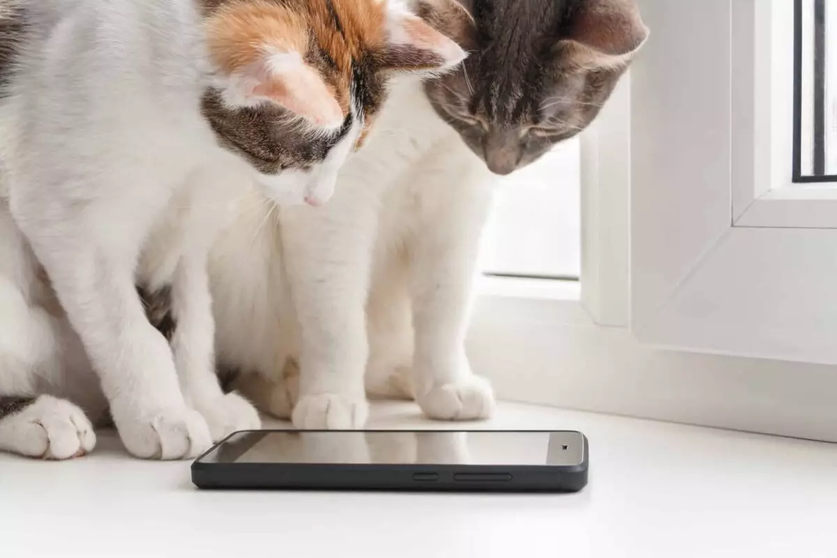 Unleashing Feline Stardom: Why Your Cat Deserves an Instagram Account