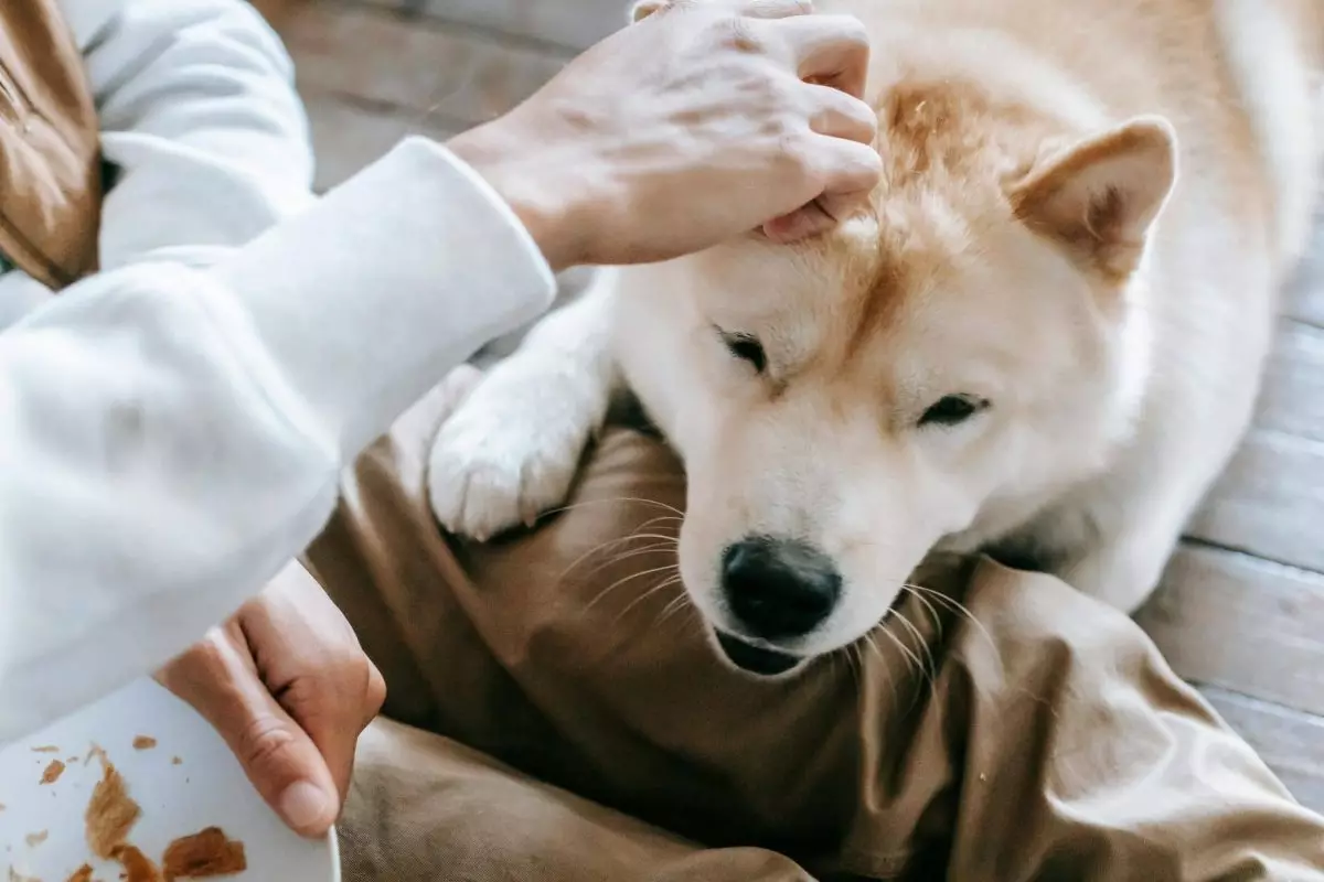 The Unwavering Devotion of Man’s Best Friends: A Look at the Most Loyal Dog Breeds