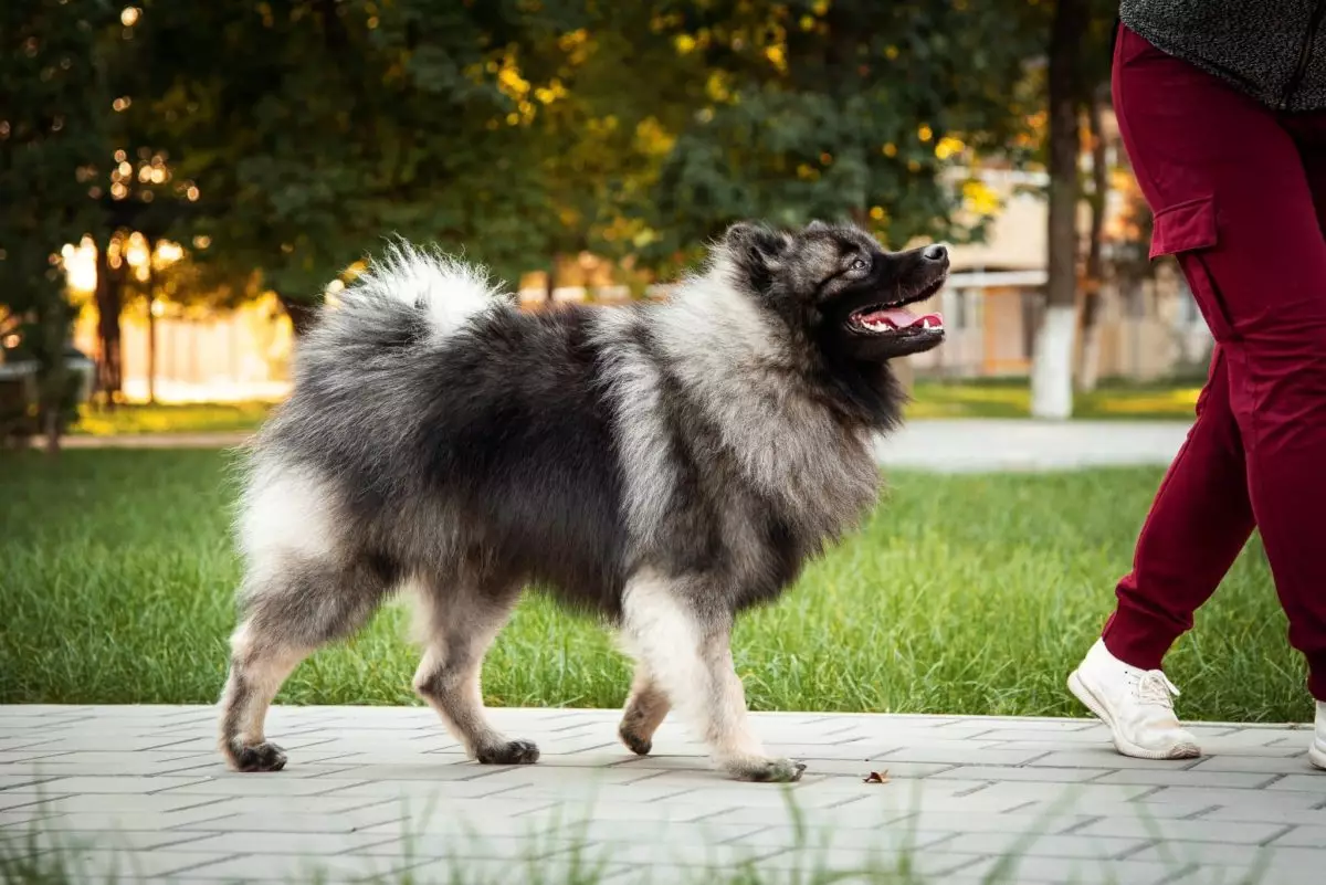 The Royal Companions: Dog Breeds That Treat You Like Family