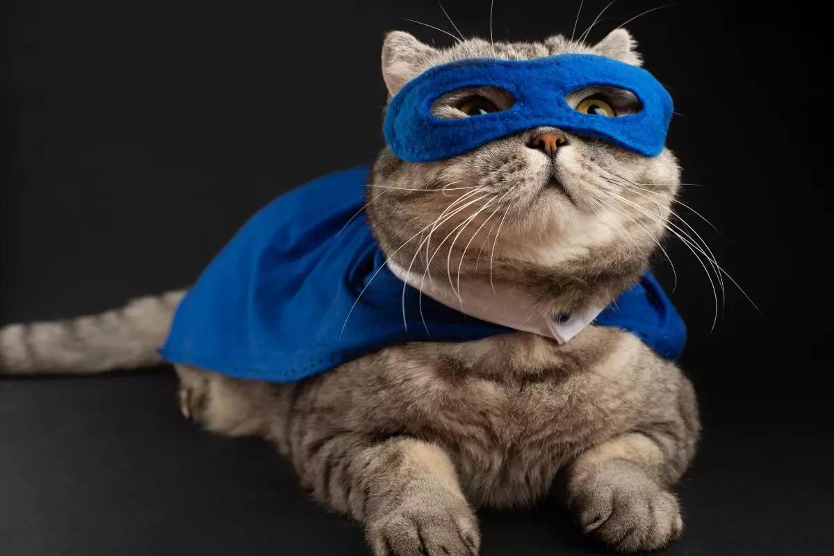 The Hidden Superpowers of Our Feline Friends