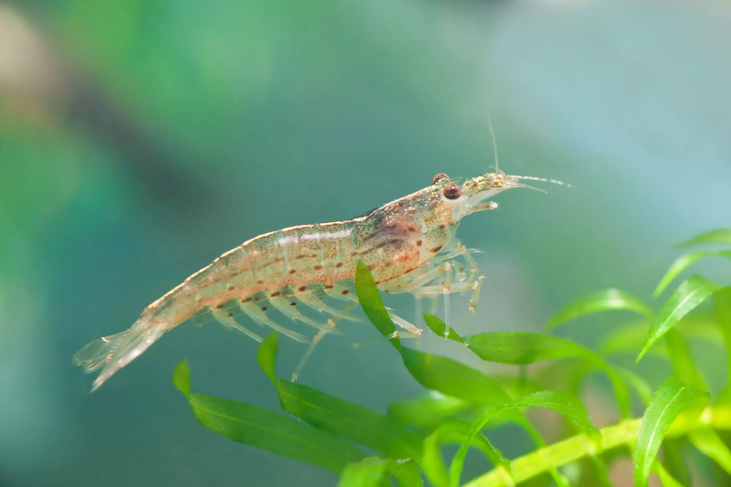 The Allure of Amano Shrimp: A Comprehensive Guide to Caring for Caridina Multidentata