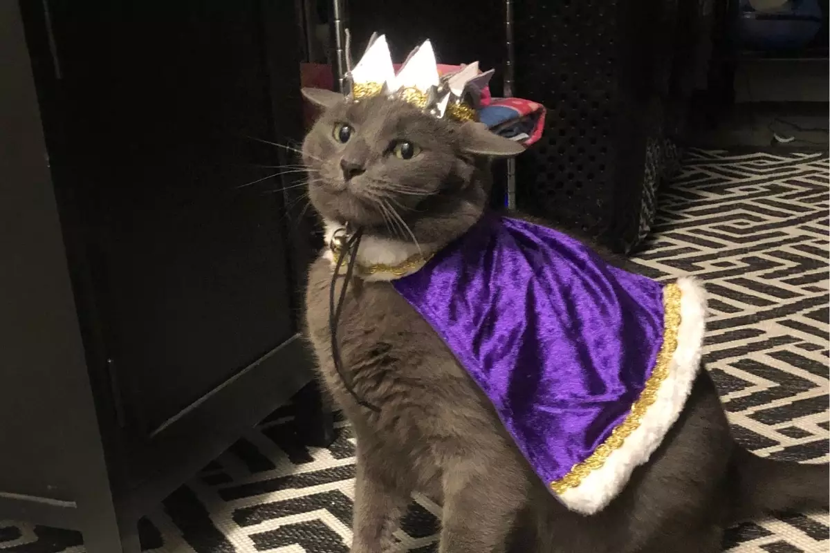 The Royal Reign of Cats: Understanding Your Feline Monarch