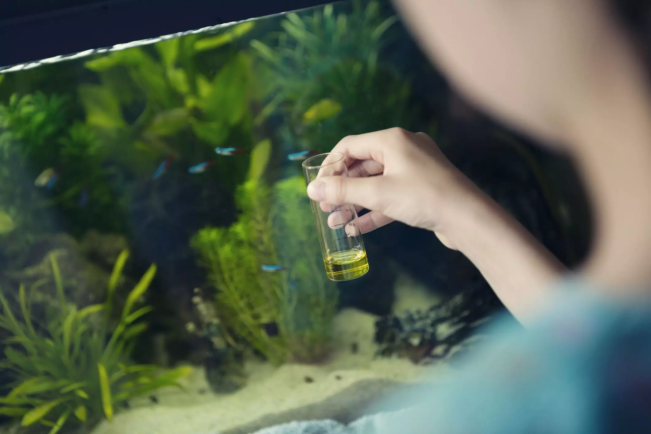 Critical Considerations for Aquarium Maintenance: Managing Ammonia and Water Quality