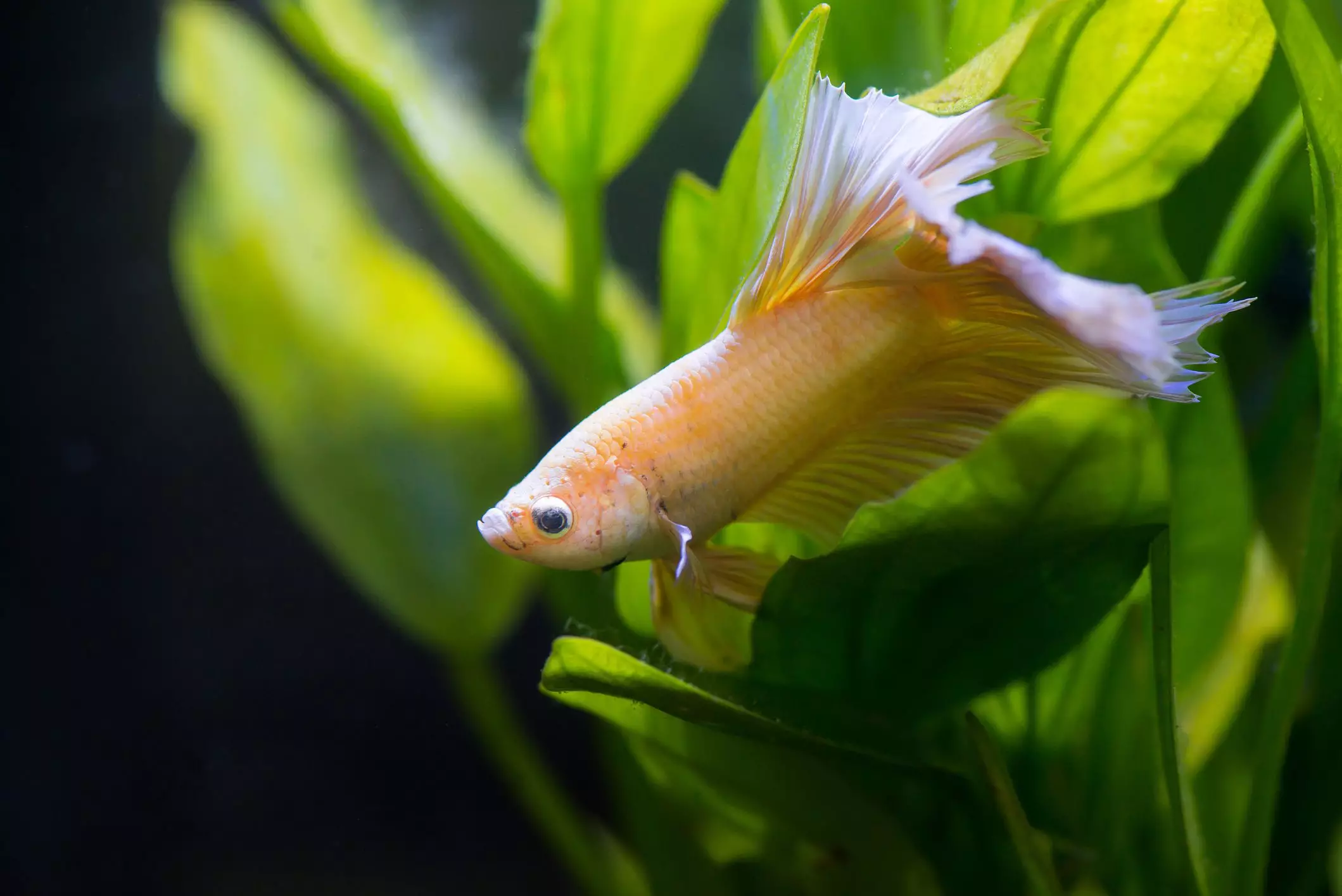 The Sleep Habits of Fish: Unveiling the Aquatic Slumber