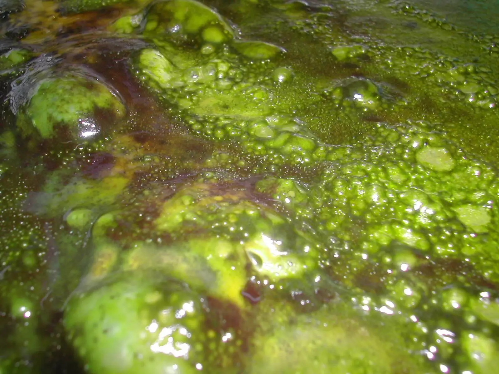 The Battle Against Slime Algae: Understanding and Managing Cyanobacteria in Aquariums