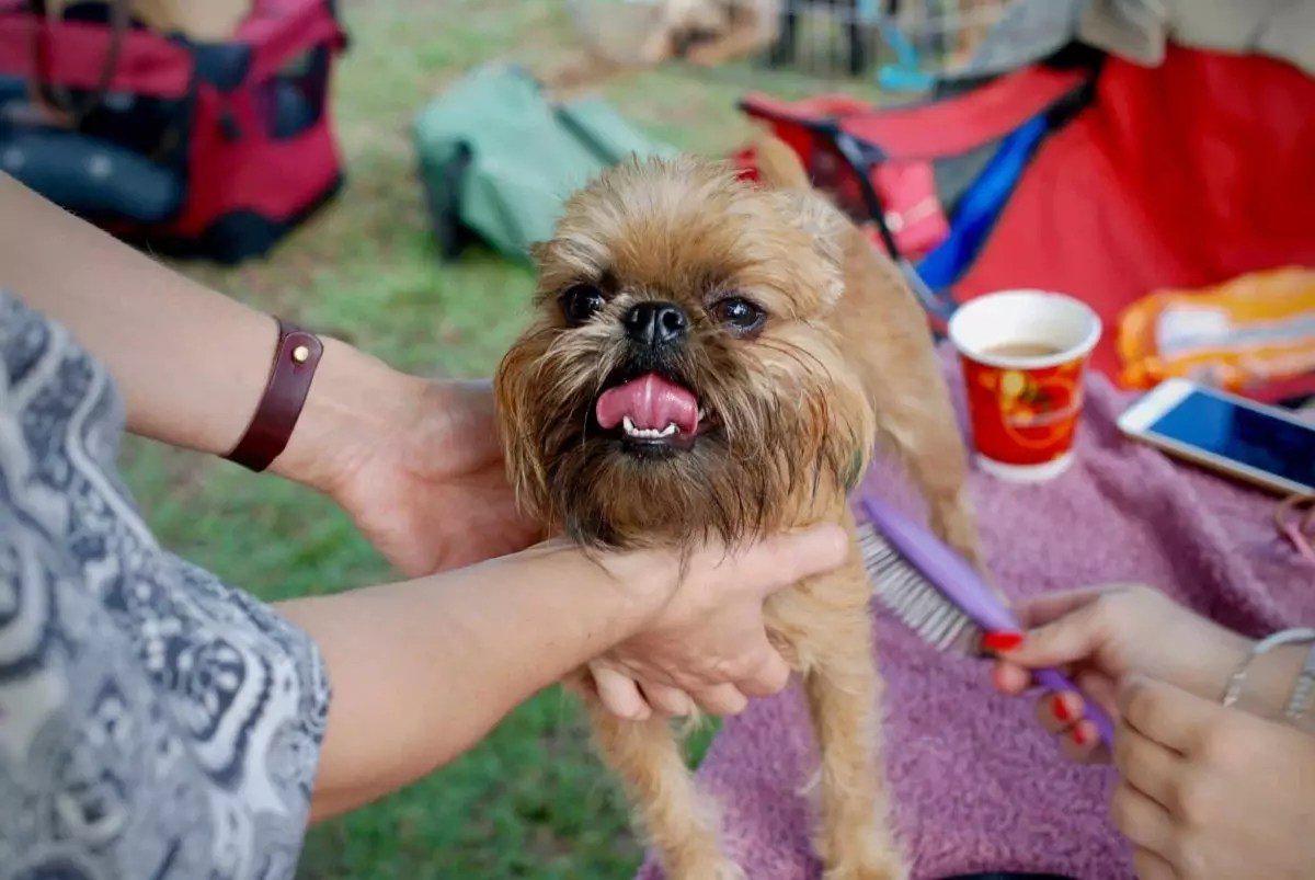 The Unbreakable Bond: Understanding the Depth of a Dog’s Love