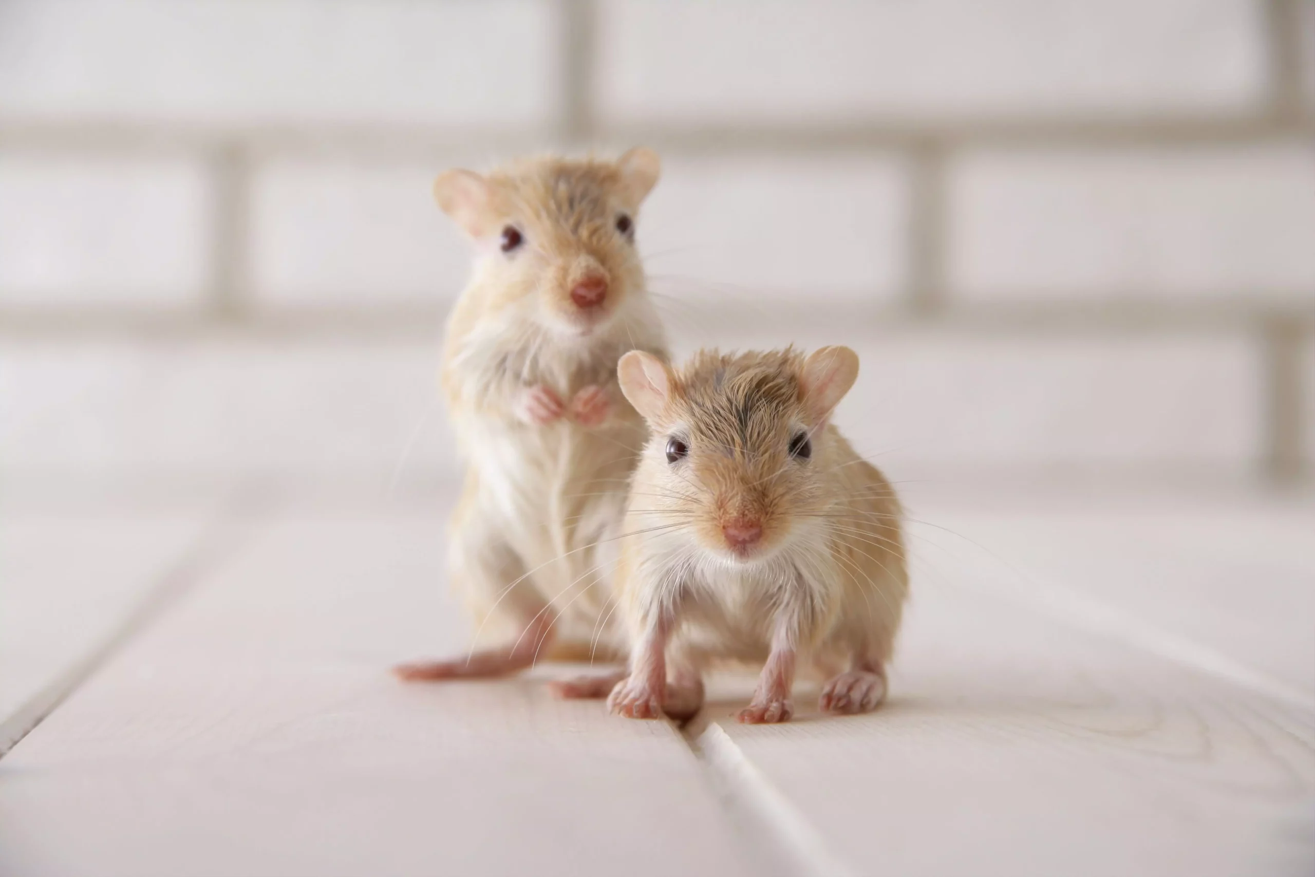 Understanding Gerbils as Pets: Care, Behavior, and Considerations