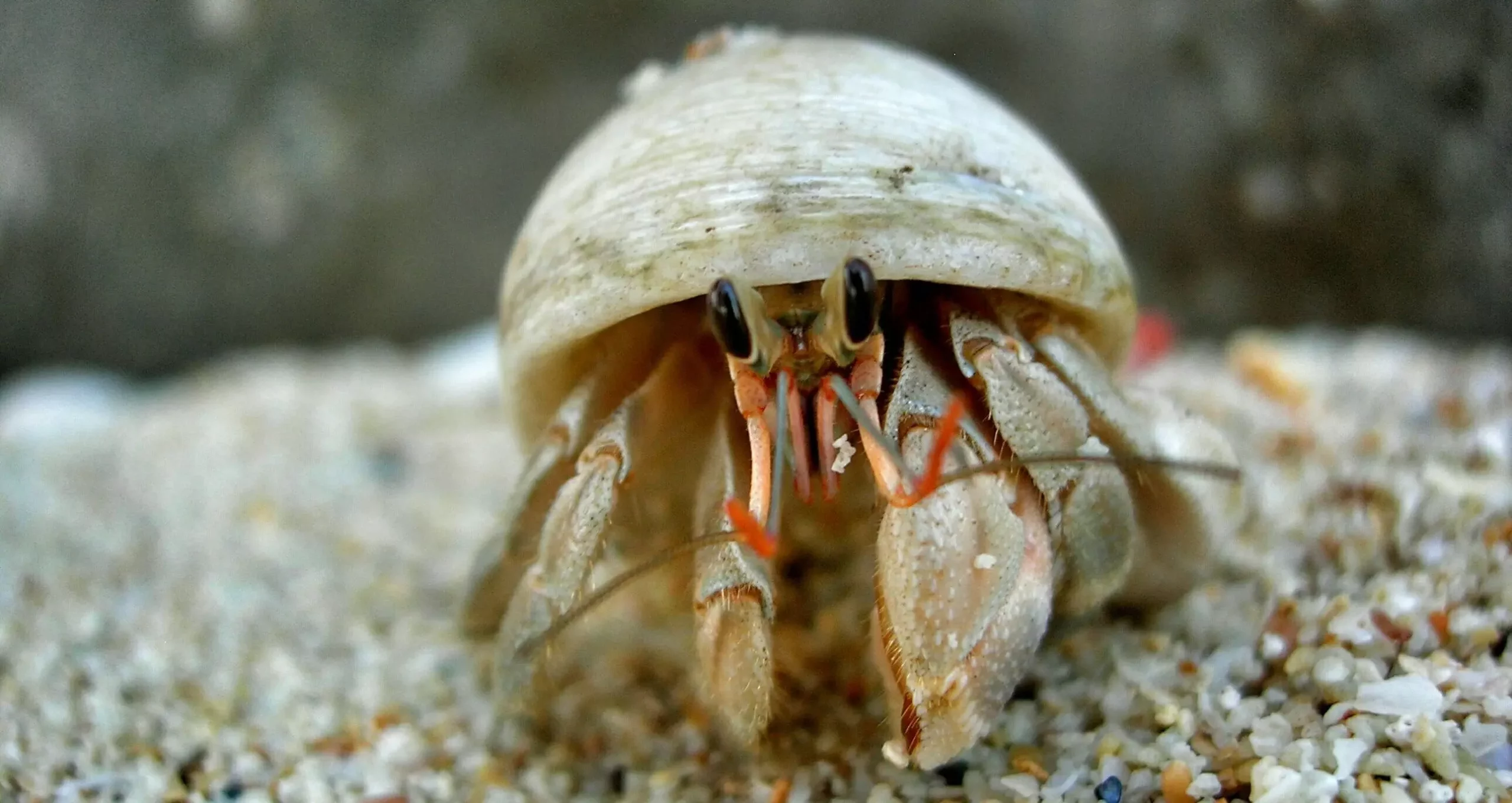 The Intricacies of Hermit Crab Molting: A Comprehensive Guide